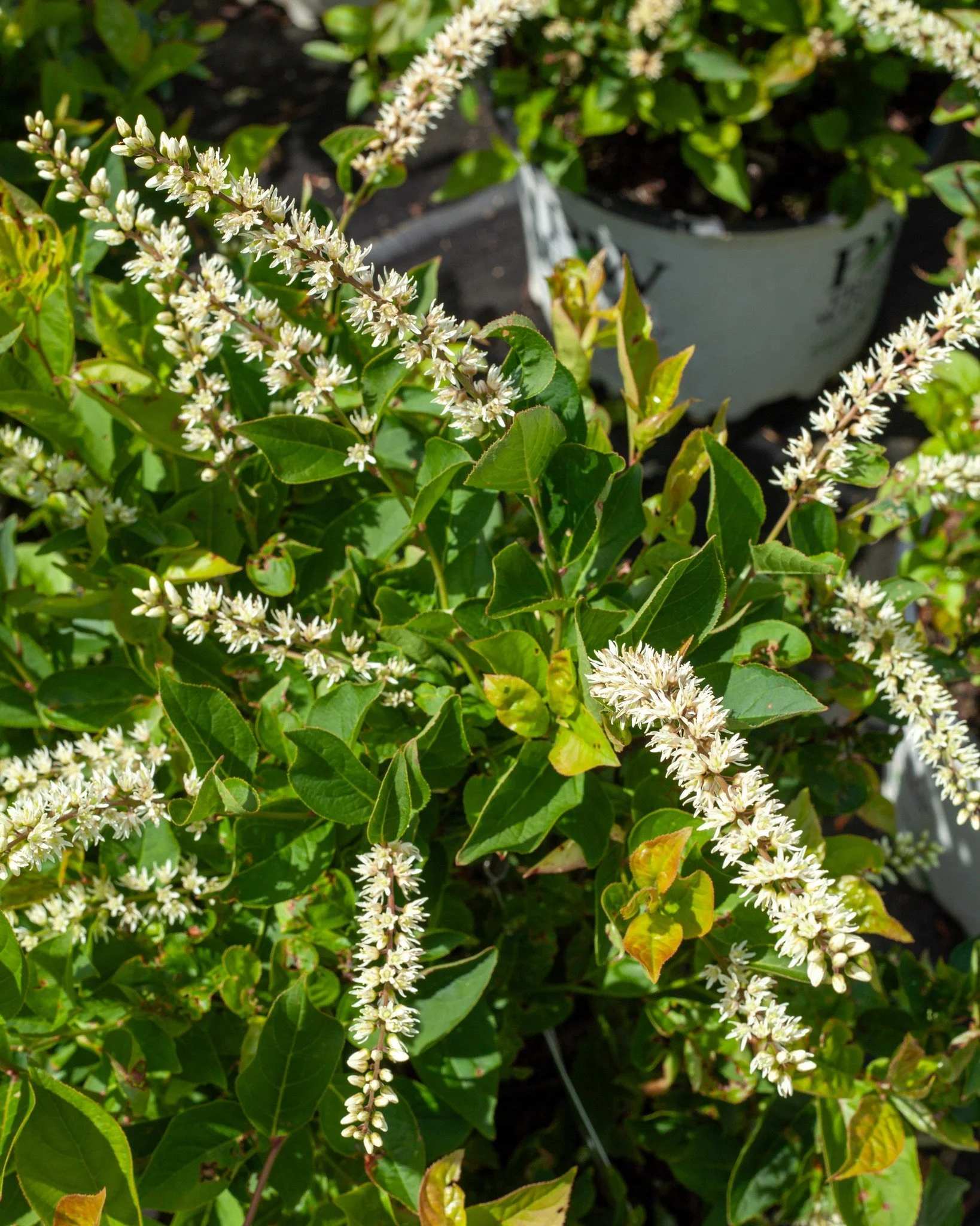 Looking for a tough shrub that has spring blooms and beautiful red fall color? Check out Sweetspire (Itea)! This is "Little Henry" - a more dwarf cultivar of this southeastern native called Virginia Sweetspire. Pollinators love these tassle
