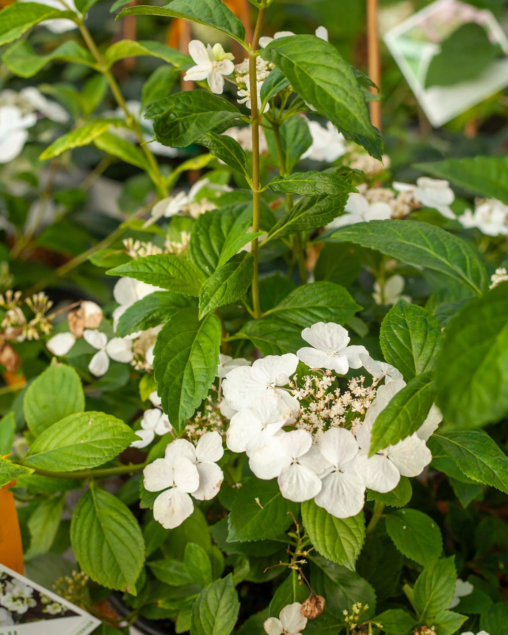 We're loaded down with pretty stuff! 

Come check us out this week or this weekend May 29 and 30 for 25% off all shrubs, trees, groundcover, perennials, and individual annuals!

1. Hydrangea x Cascade 'Fairytrail Bride'
2. Miss Huff Lantana
3. Hydran