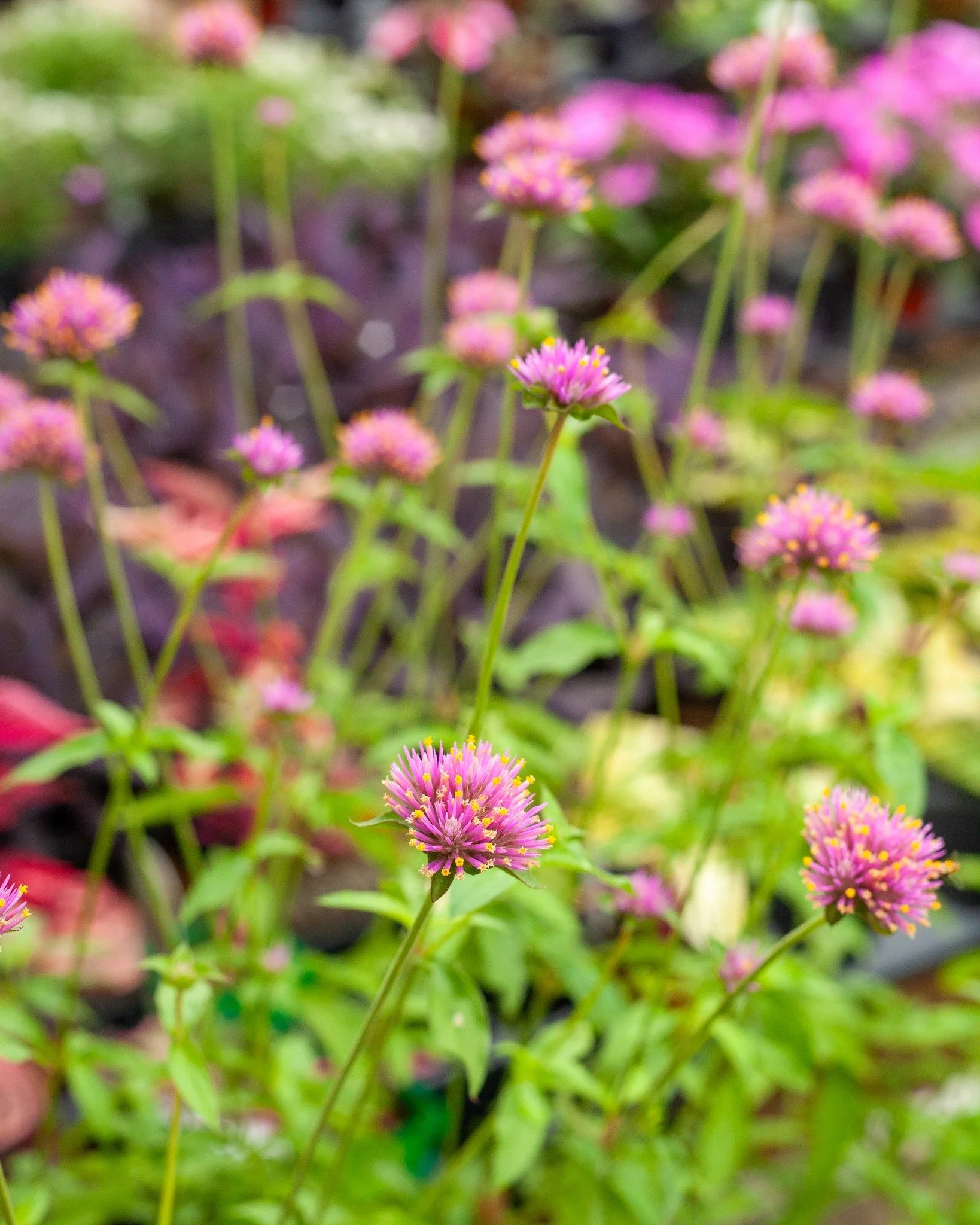 There's tons of pretty stuff that's 25% off today and tomorrow! May 29 and 30! All trees, shrubs, groundcover, perennials, and annuals are 25% off! 

Pictured:
1. Gomphrena
2. Lantana
3. Japanese Maples
4. Magnolias
5. Annual color!
6. Hydrangeas
7. 