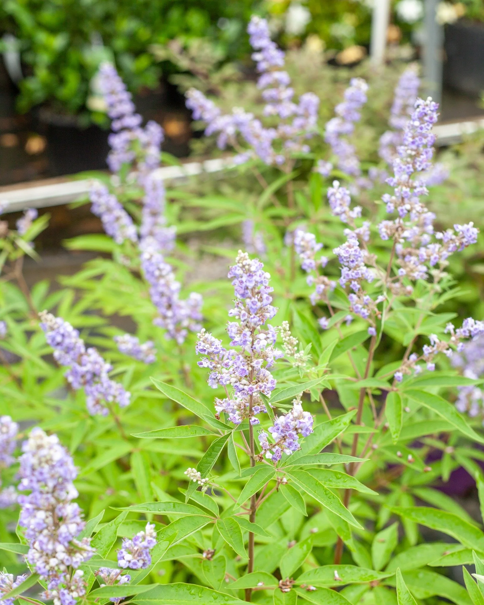 We love Vitex around here! Also called Chaste Trees!

Just a good example of a tree that's 25% off today, like all other trees, shrubs, groundcover, perennial and annual!