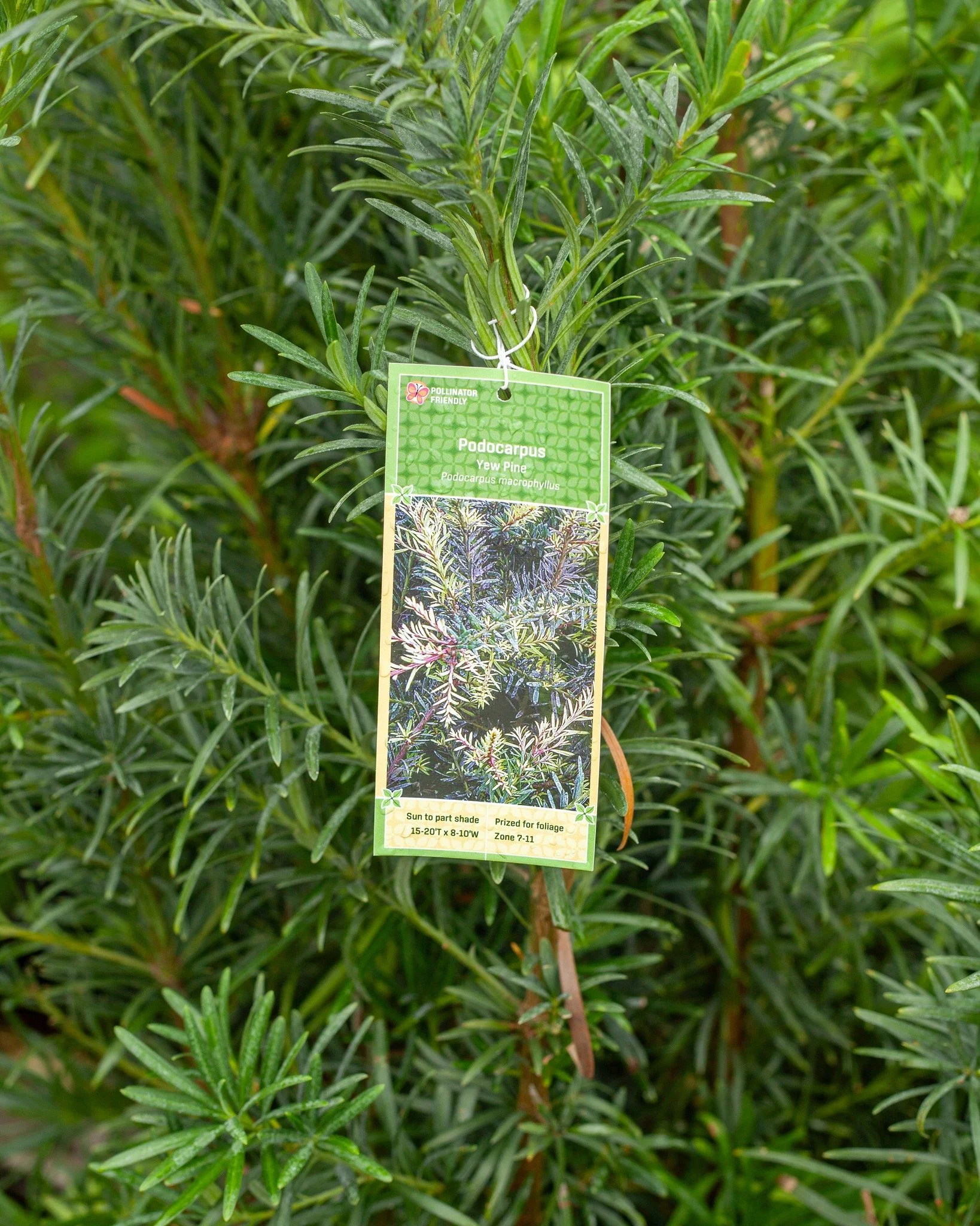 We've got some pretty Yews in stock! Come check 'em out!