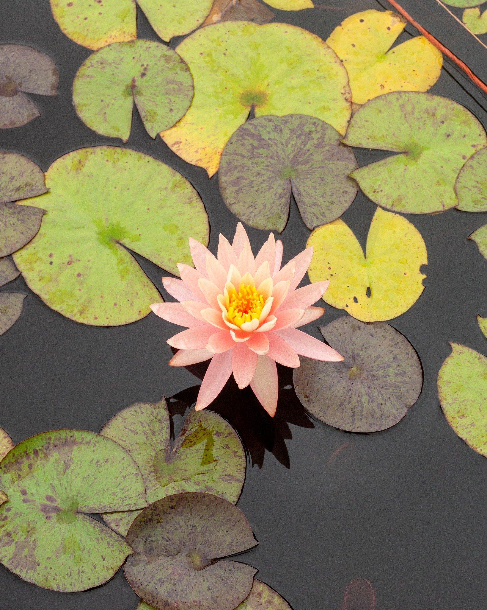 Water Lilies 🥰