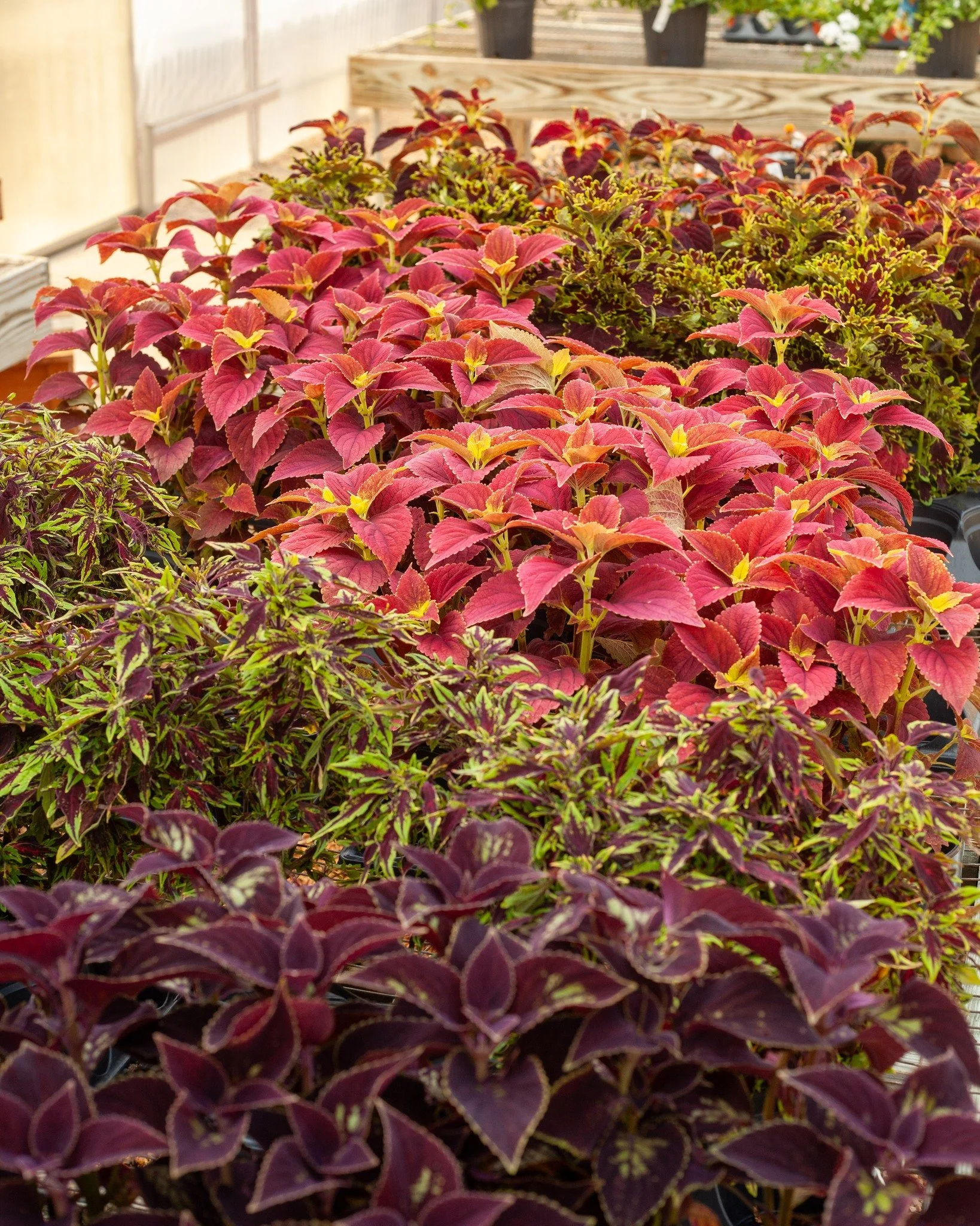Need a last minute annual to fill a pot or bed? We've got a little bit left so come see us over the weekend before it's all gone! There's not a lot of annuals left, but come see us!