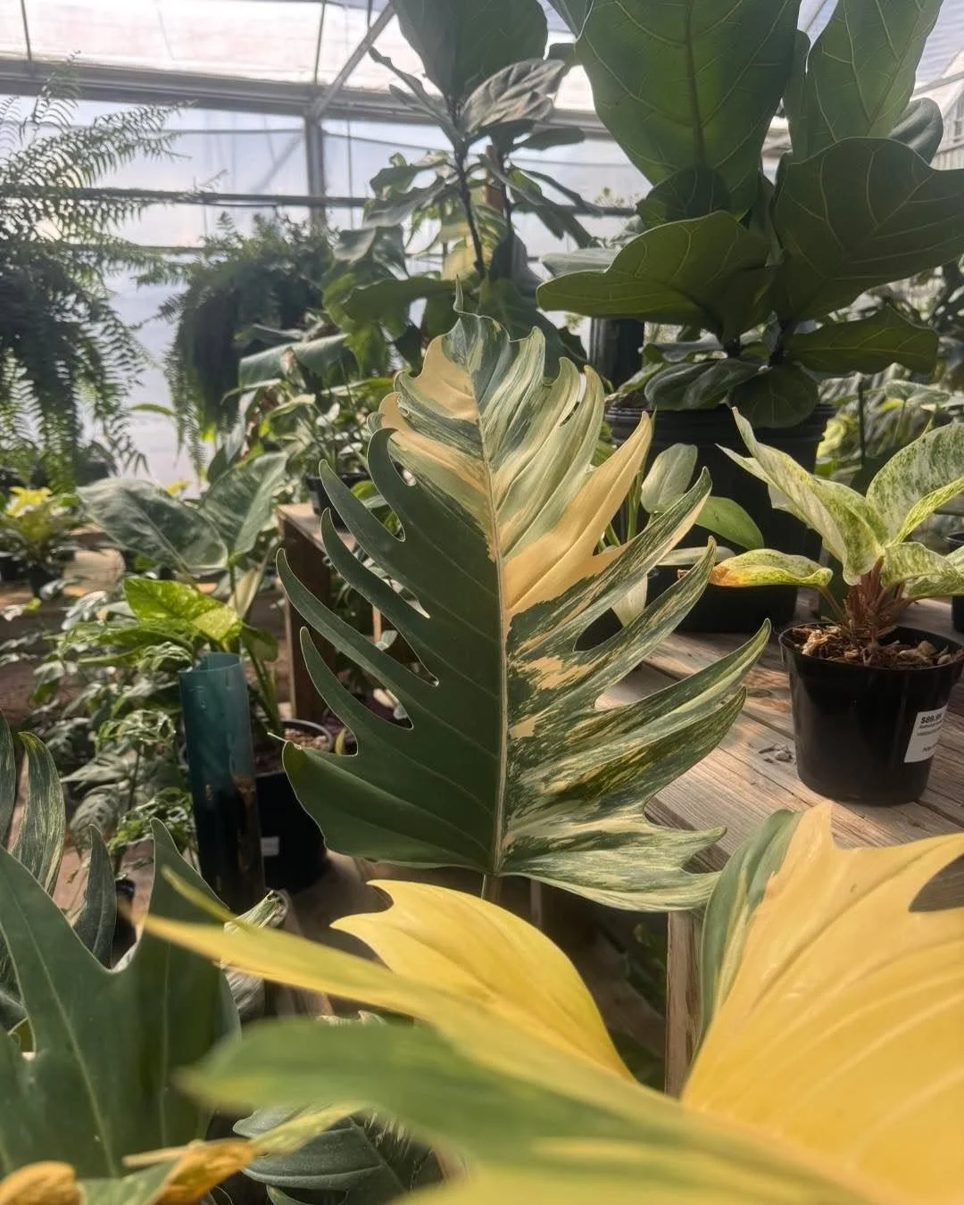 We love our houseplants around here!