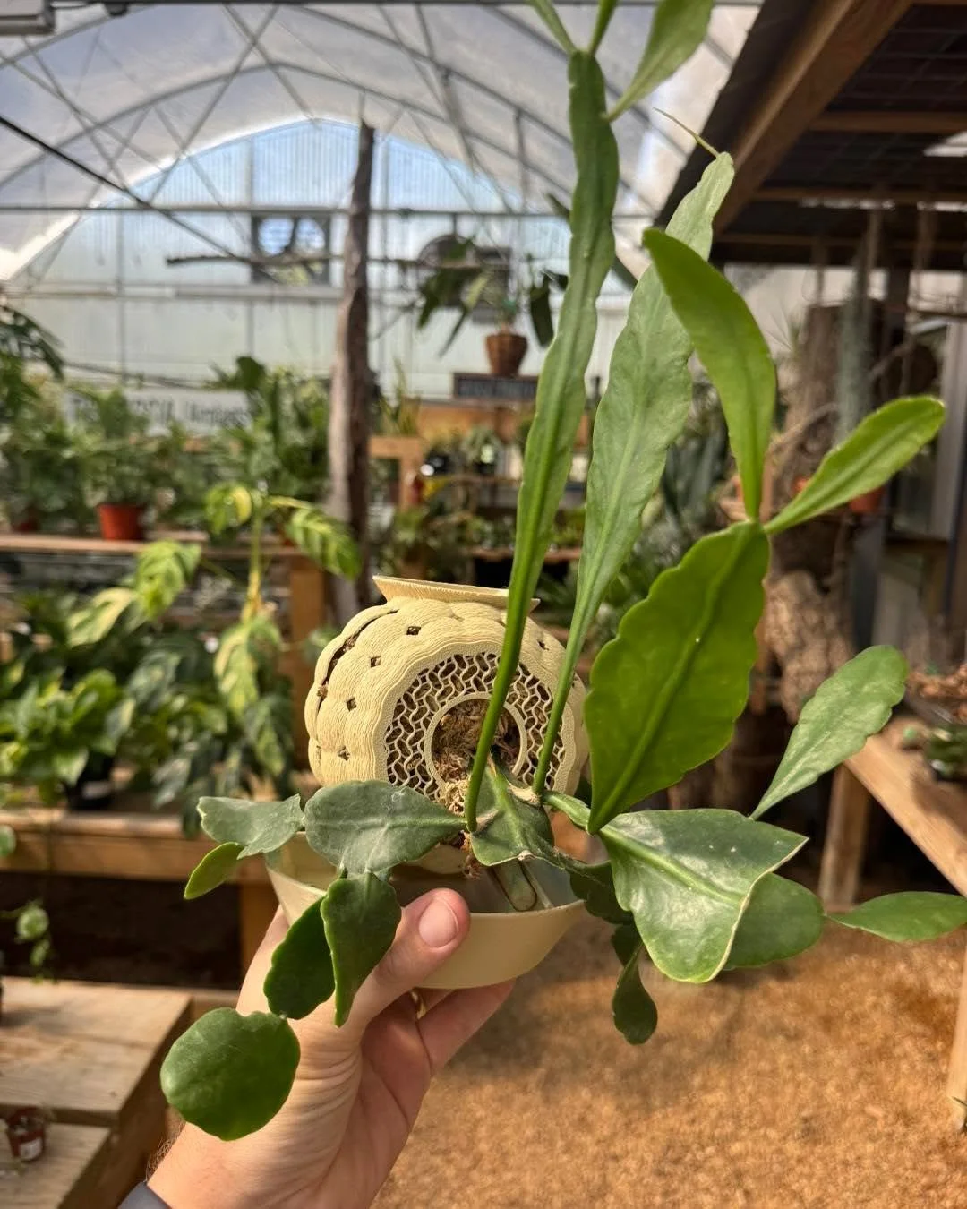 These rousseau_plant_care orbs are so cool!