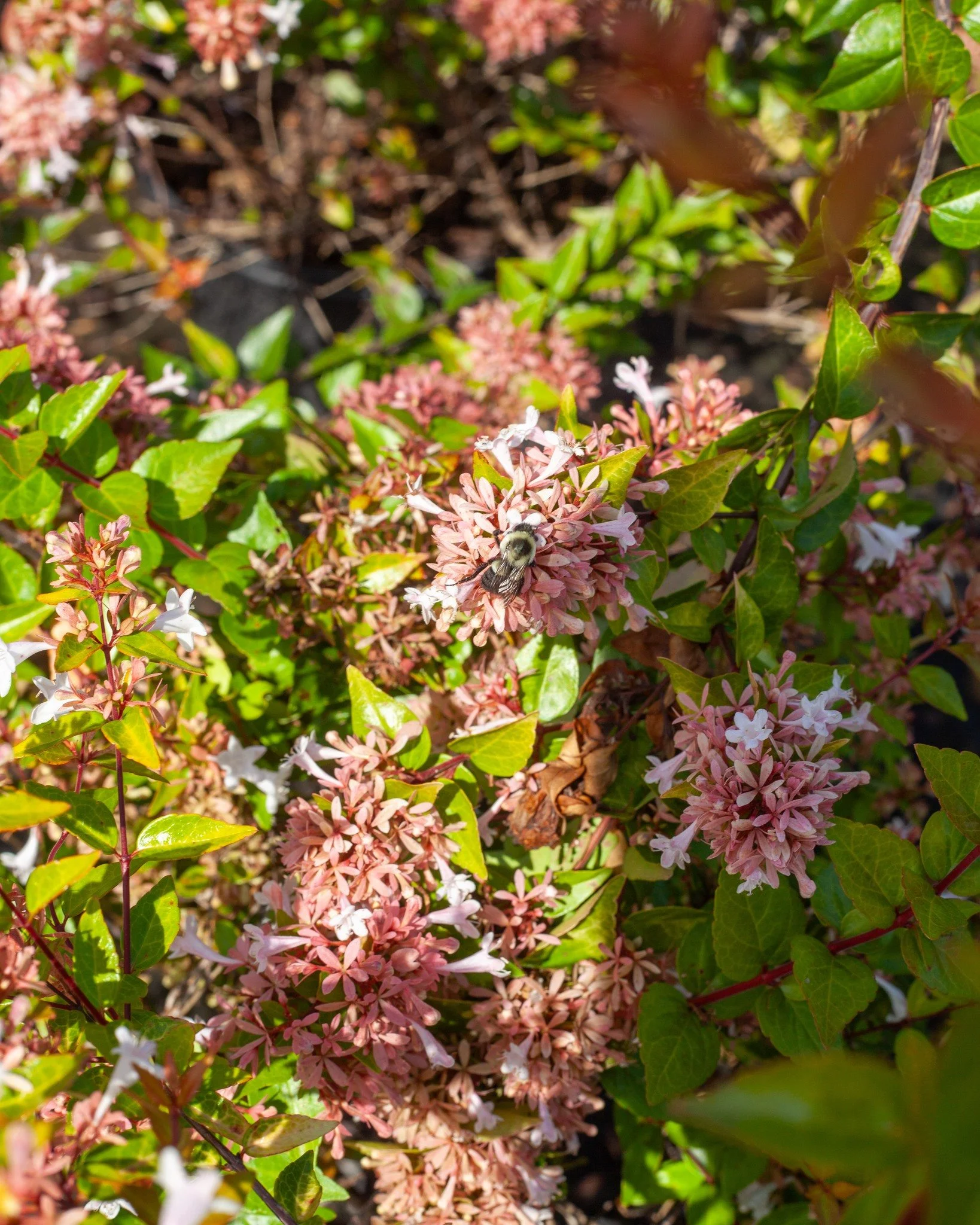 Abelia is a fantastic pollinator shrub for the summer! Bees and Butterflies galore!