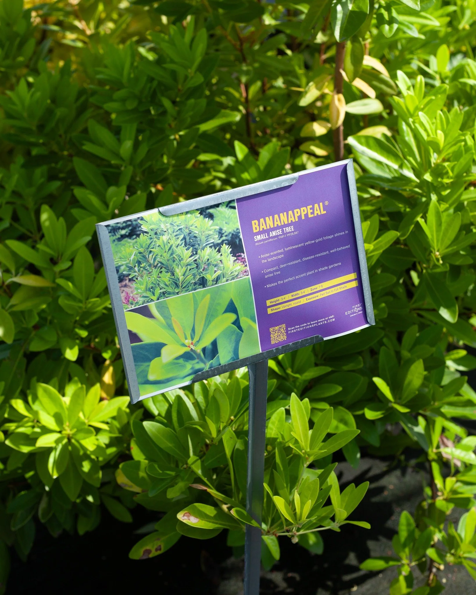 We've been working hard - almost every shrub on our lot has a sign with a description and some helpful info about growing them in Tupelo. Hopefully shopping is even more fun around here!