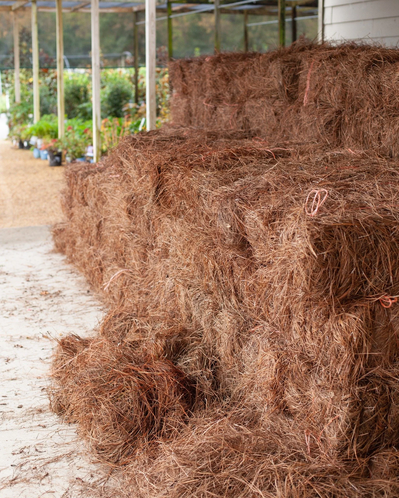 Longleaf pine straw bales!