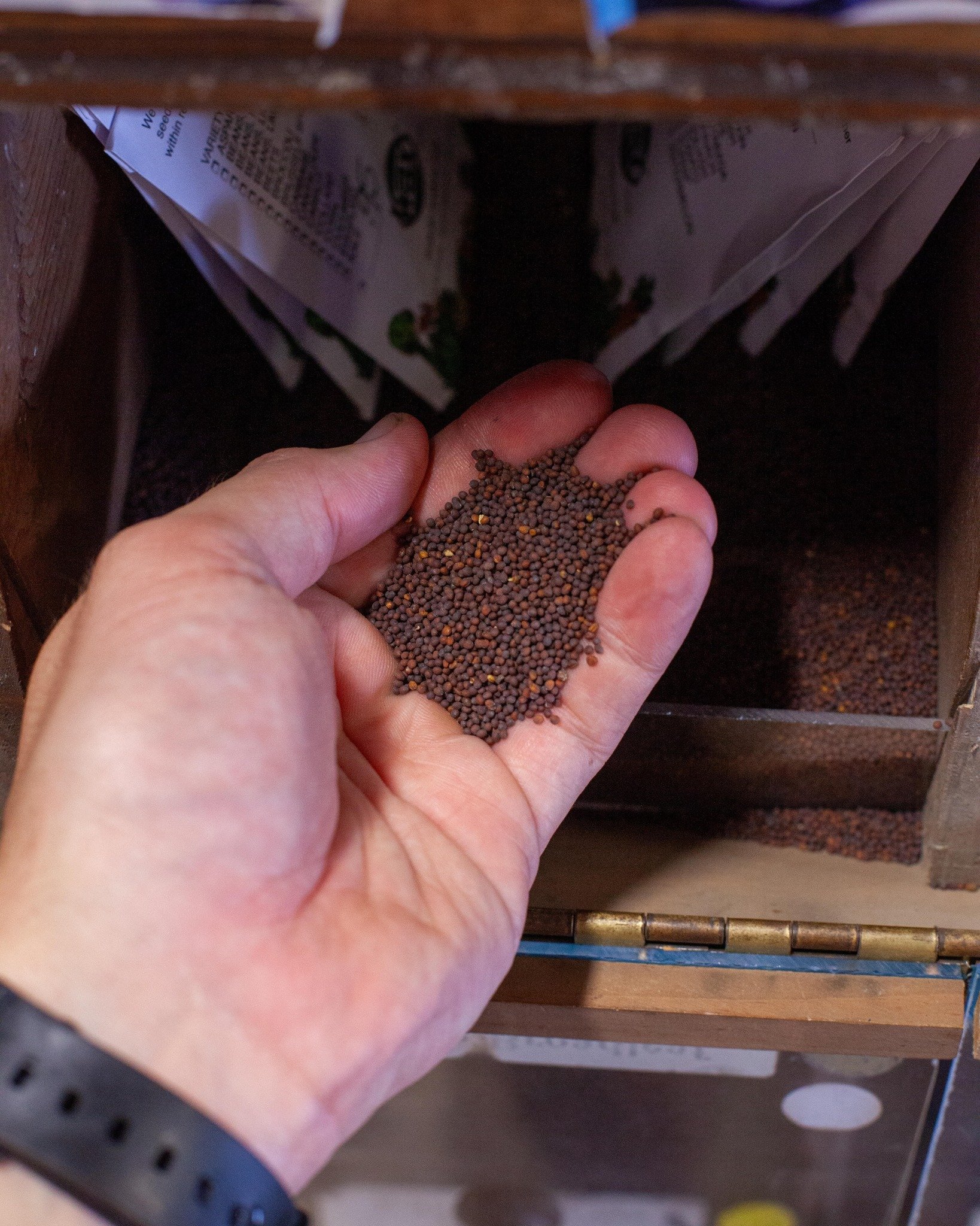 It's Mustard and Turnip seed season!
