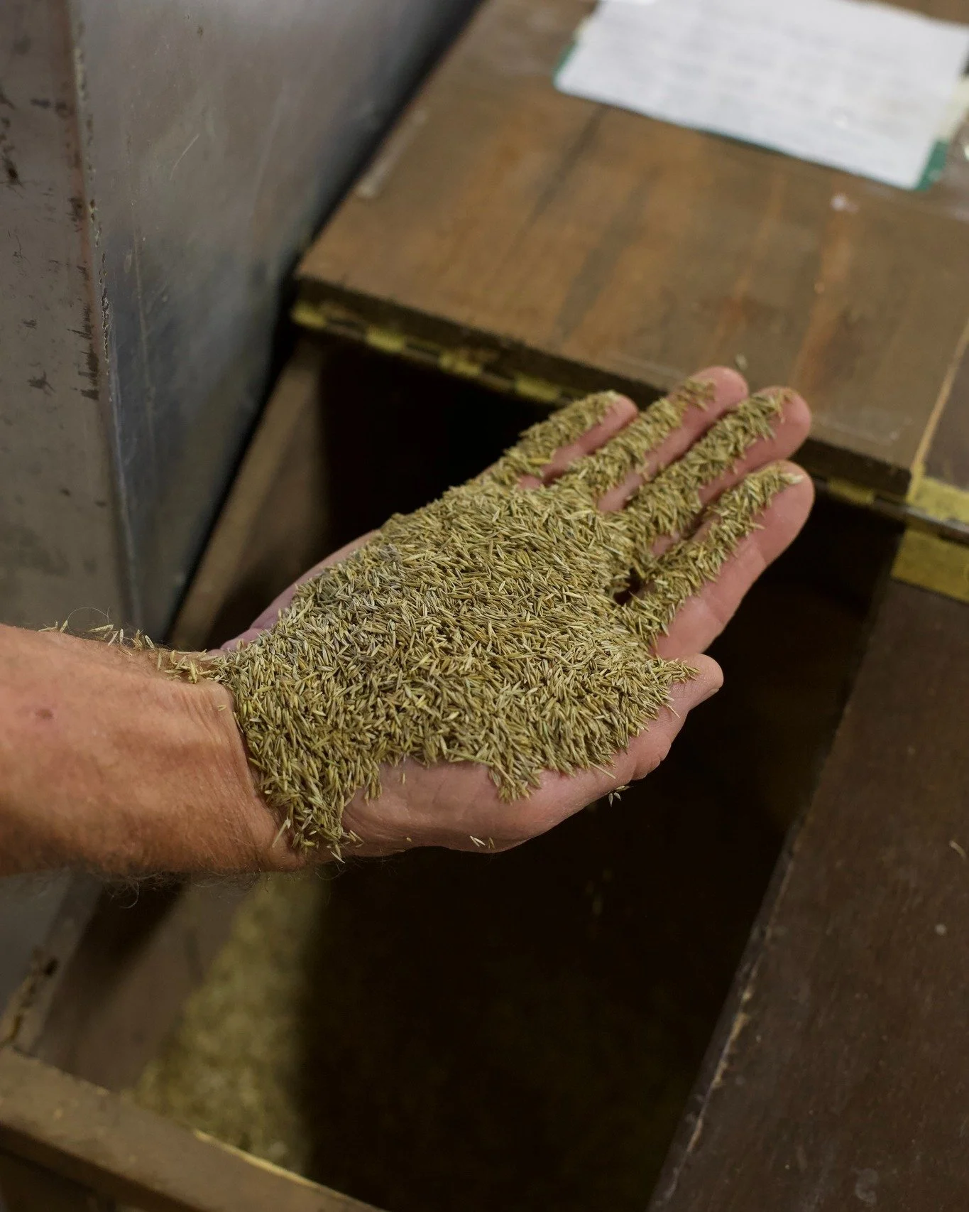 Marshall Ryegrass is here!