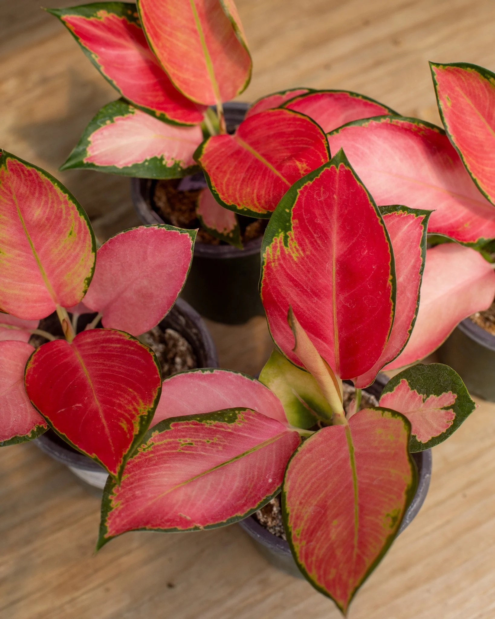 1. Aglaonema 'Latosolic Red'
2. Pothos 'Marble Queen'
3. Variegated Starfish Snake Plant
4. Hoya carmelae
5. Various Tillandsias