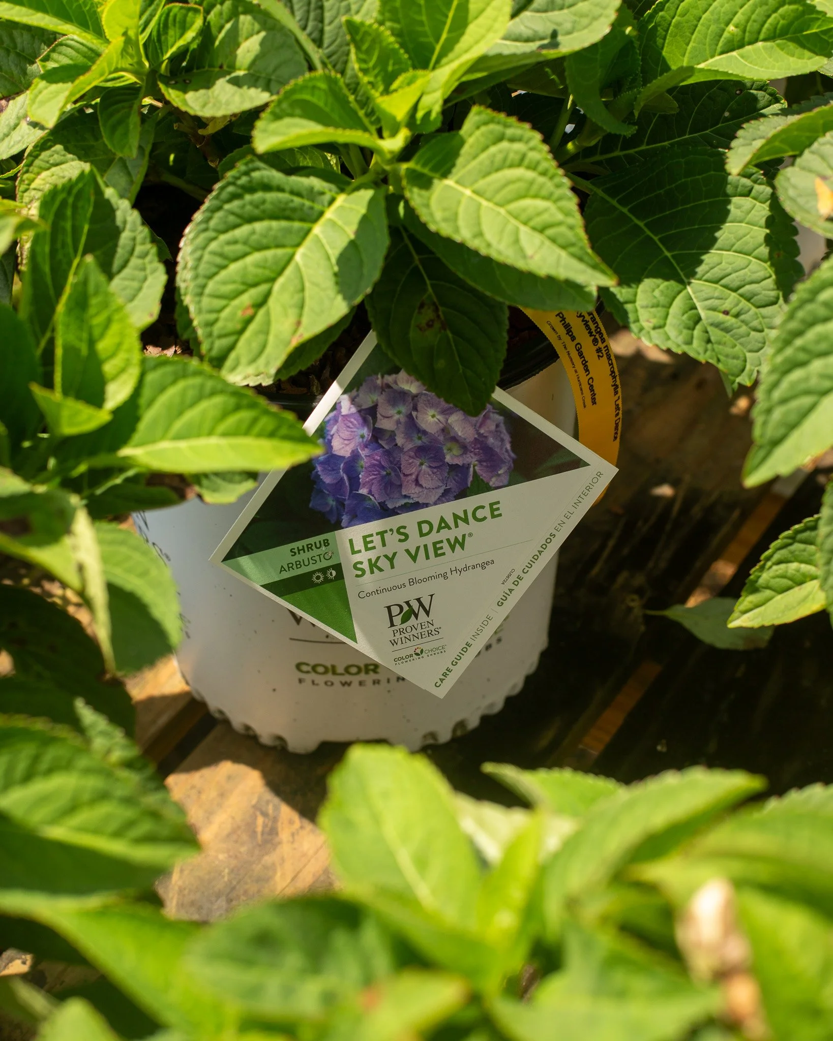 Need a dwarf shade-loving hydrangea, try Let's Dance Sky View! It's a pretty one! All under 3 feet tall!
