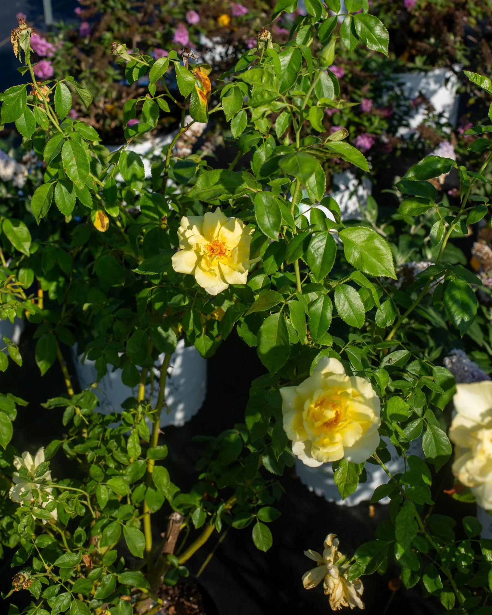 Summer blooms looking gorgeous around here!

1. 'Golden Showers' Climbing Rose
2. 'Miss Molly' Butterfly Bush
3. 'Raspberry Smoothie' Althea
4. 'Double Play Doozie' Spirea
5. 'Peach Perfection' Abelia
6. 'Autumn Carnation' Encore Azalea
7. 'Jubilatio