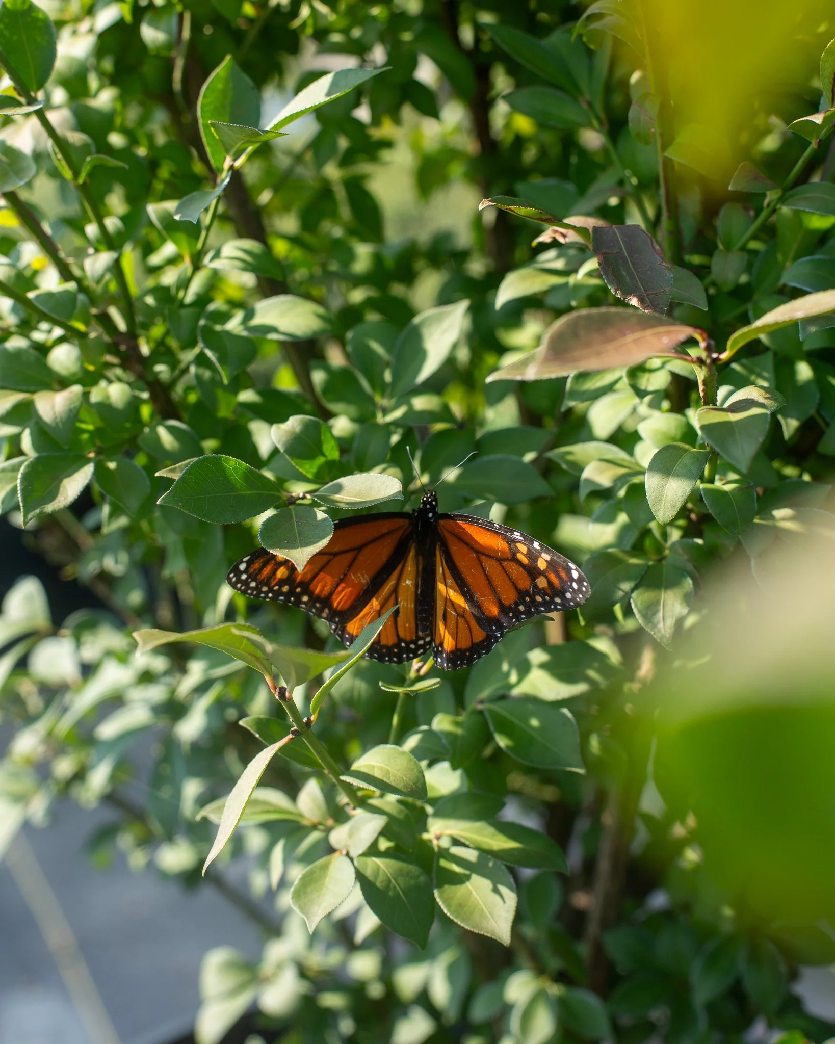 We saw a Monarch butterfly today and it made us think about Milkweed. We have four varieties by seed that are all native and can easily be sowed in the fall for germination the following spring. Monarch butterflies depend on milkweed because they lay