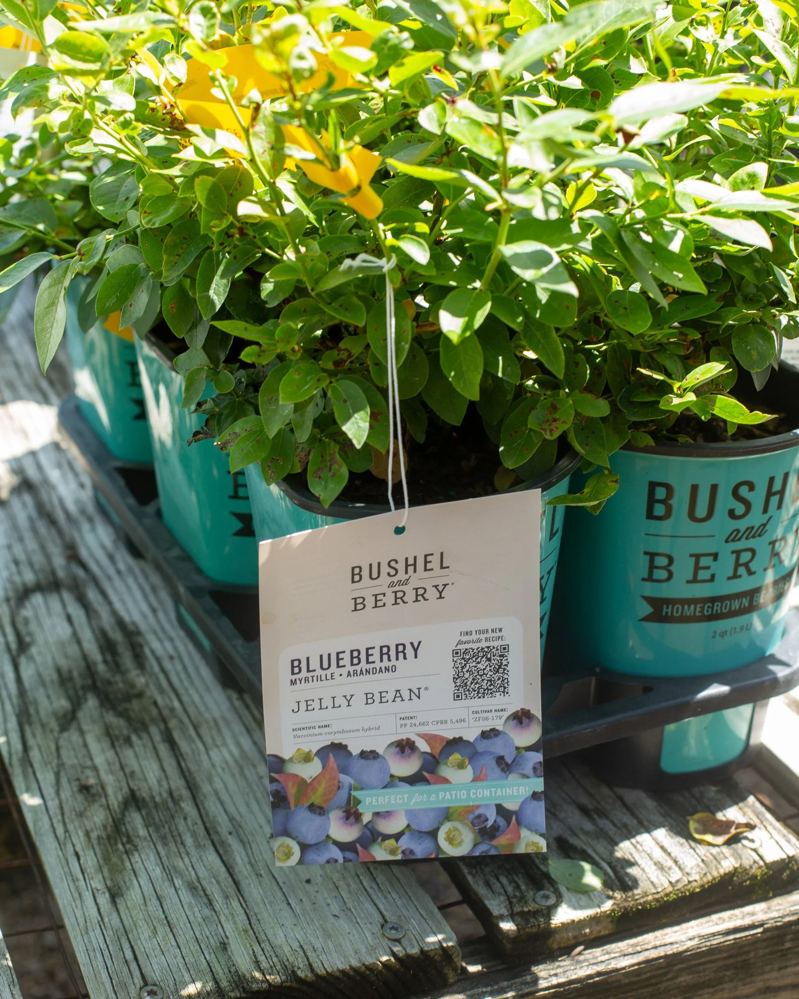 Anyone out there been waiting for a truly tiny blueberry bush? These Bushel and Berry blueberries mature just 1-2 feet and 2-3 feet tall! They're southern highbush hybrids, bred to withstand our heat. They'd love a little afternoon relief from sun. T