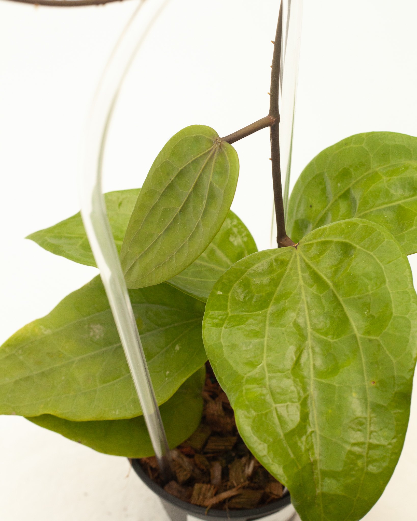 We ship our houseplants! Check out the link in our bio to see these Hoyas on our website!

1. Hoya glabra (Schlechter)
2. Hoya 'Mathilde'
3.  Hoya sp. Gunung gading
4. Hoya pulchra
5. Hoya manipurensis
6. Hoya meredithii
7.  Hoya doi-tung
8.  Hoya st