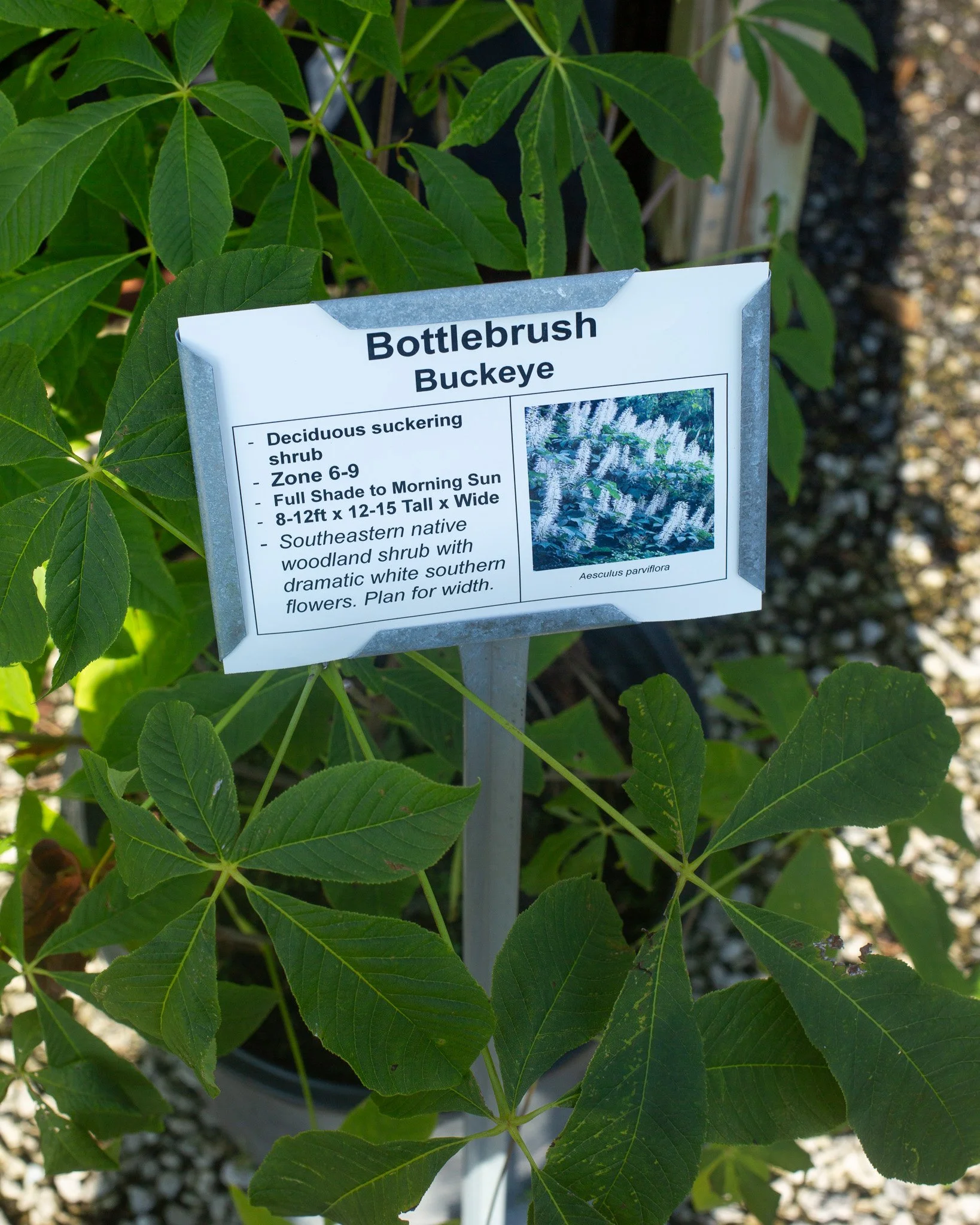 Check out Bottlebrush Buckeye! It's a cool, large native shrub that would love a woodsy spot in your landscape!