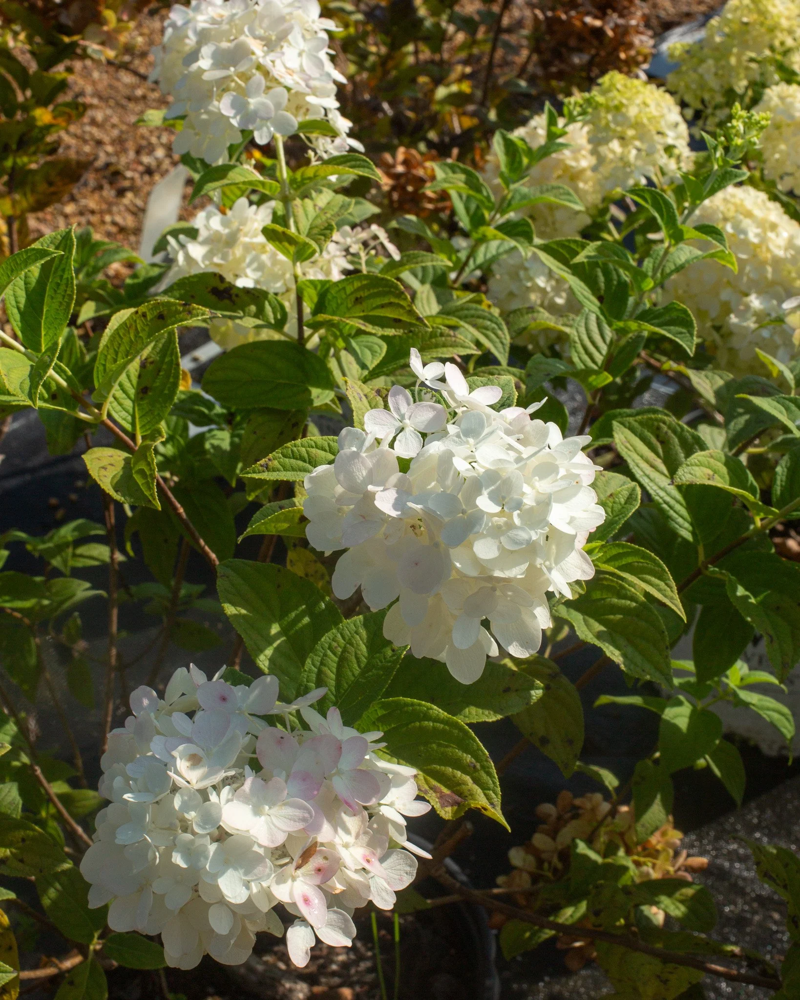 Do you want a Limelight Hydrangea, but want to be different from your neighbor? Firelight and Pinky Winky Prime Hydrangeas both are more improved cultivars of Hydrangea paniculata from Proven Winners. They have a better tendency to gain pink color as