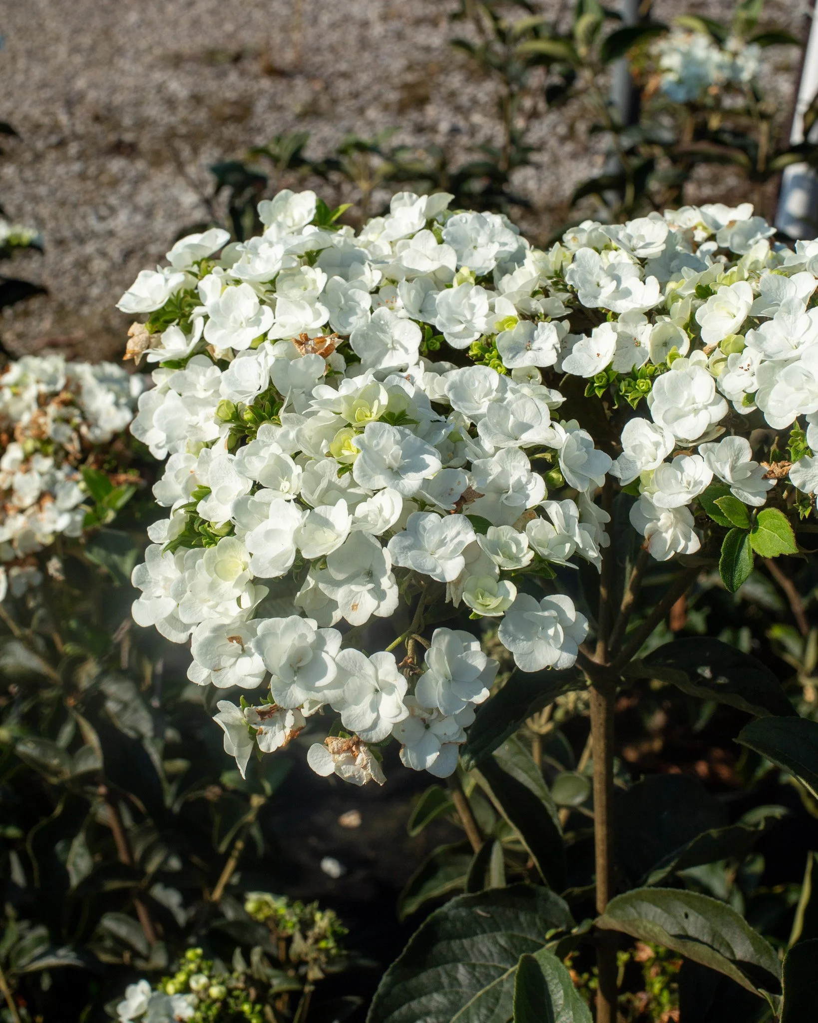 These 'Chinese Snowball' Viburnum are looking gorgeous!