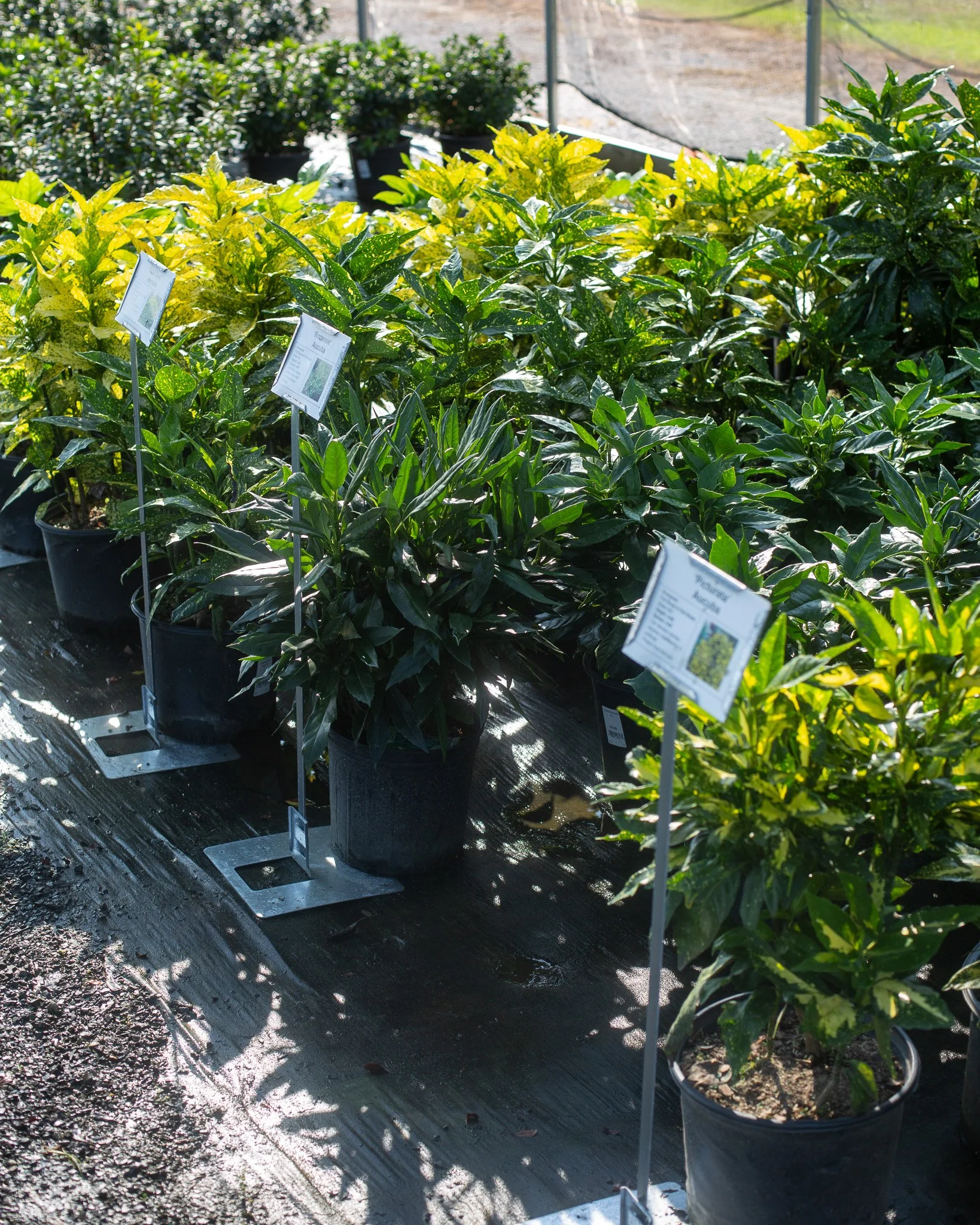 Aucuba - what a fantastic way to get color in a shady spot!