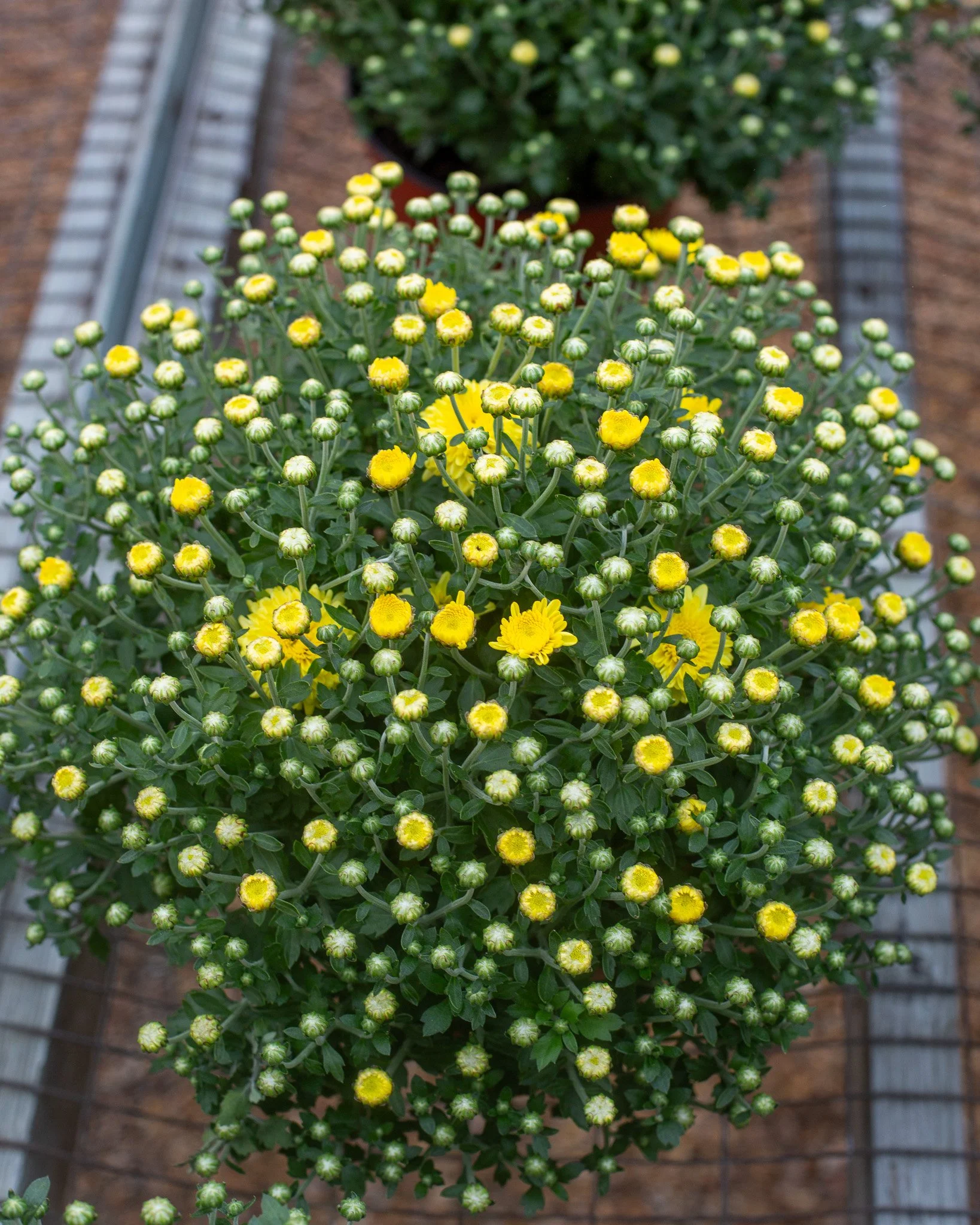 Mums are here!

8 inch are $8.99 or 10 for $80!
12 inch are $29.99