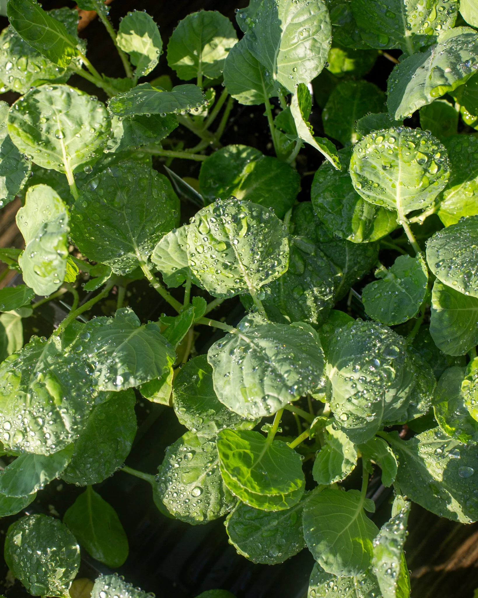 Fall veggies are so fun to grow!