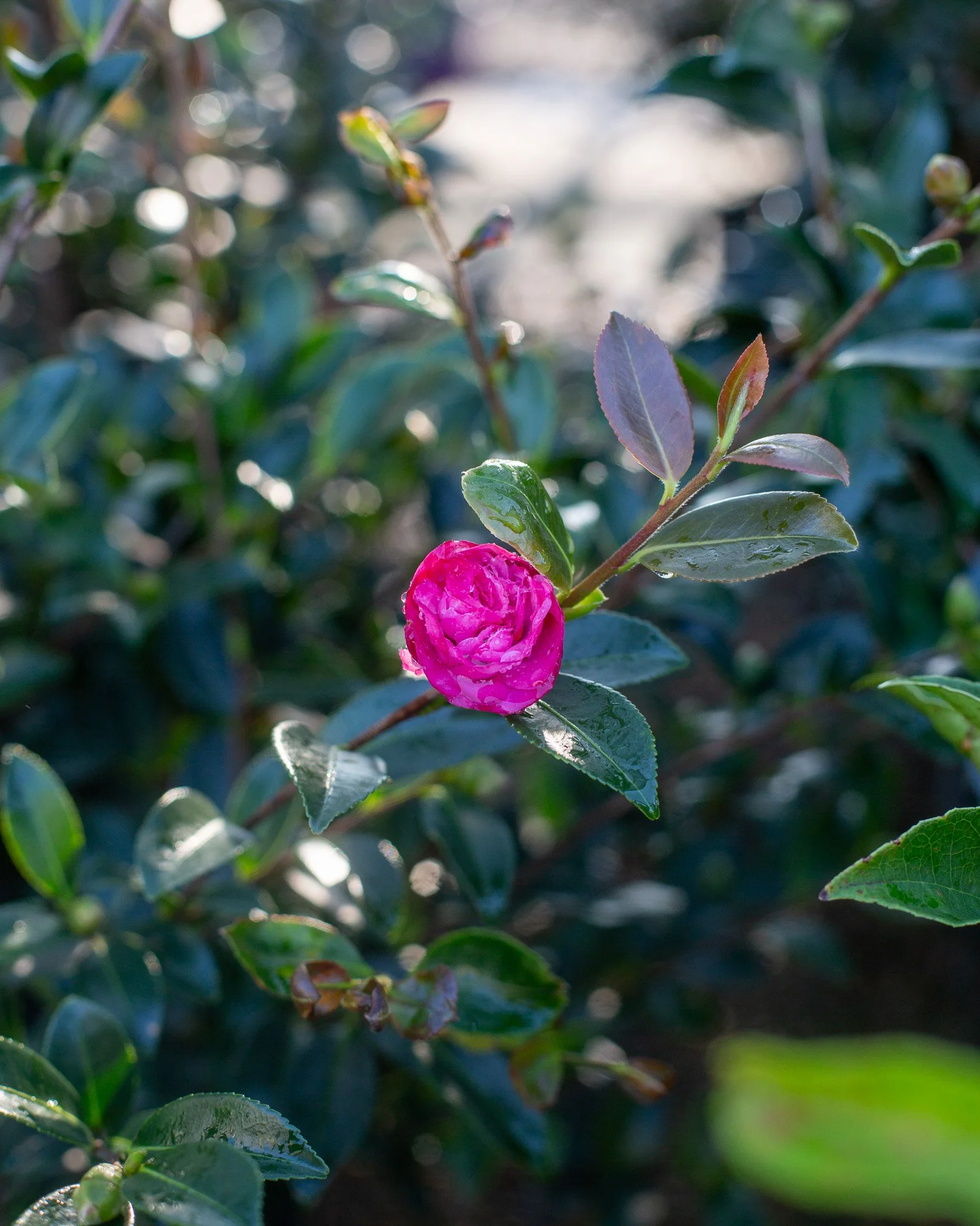 The first Camellia sasanqua bloom has begun to open here at the garden center! 'Sparkling Burgundy'