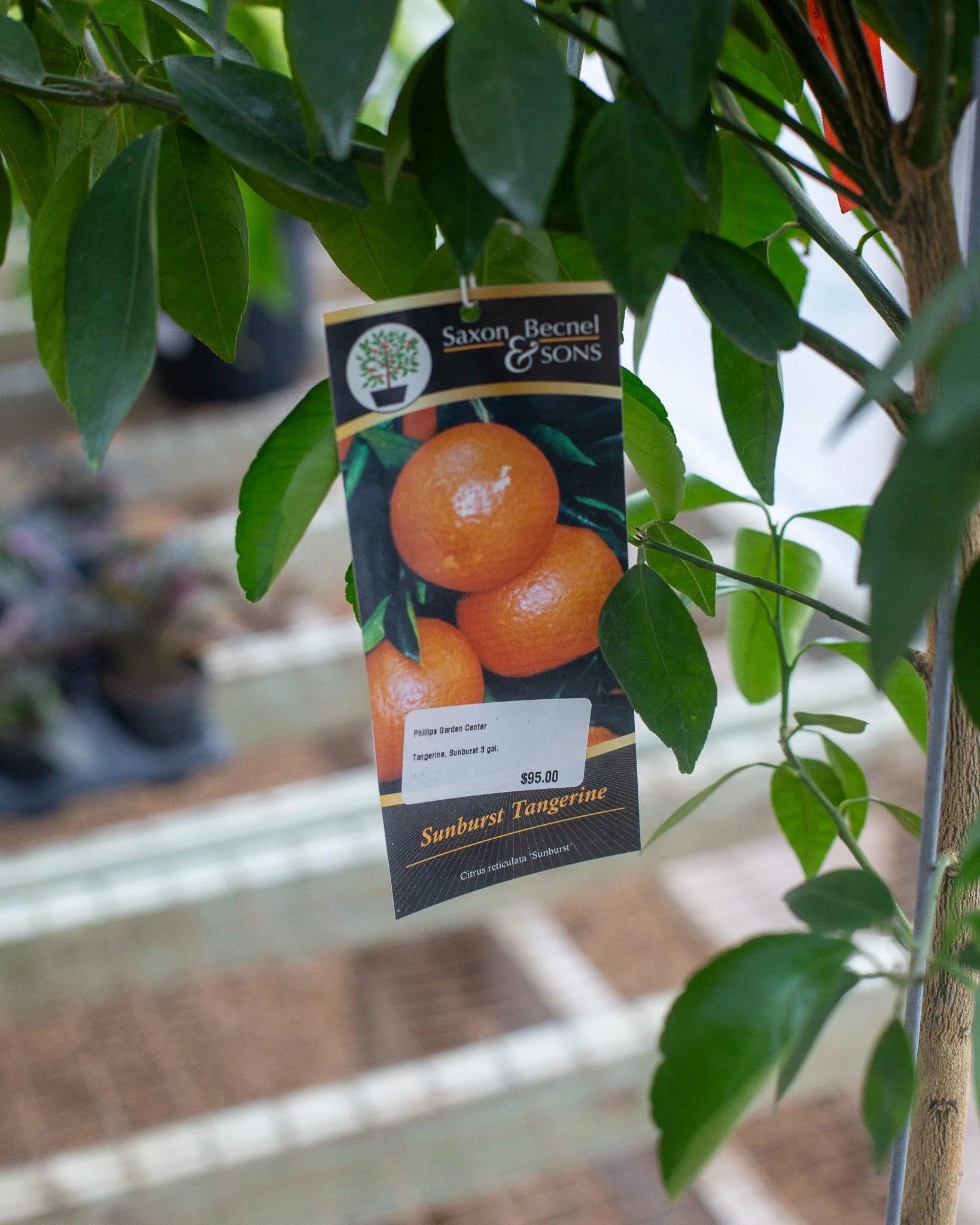 We've got some cool citrus trees in! While they won't survive our winter outdoors - like the popular lemon and lime trees - they are fantastic plants for our area in pots. Many people bring them inside in the winter, give them supplemental light, and