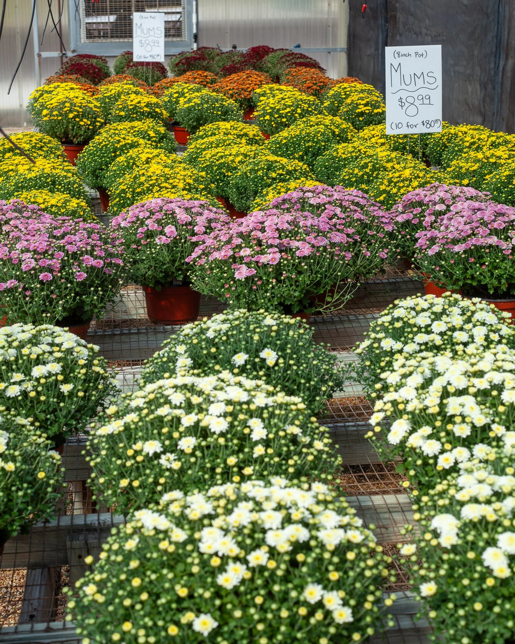 Mums! Mums! Mums!