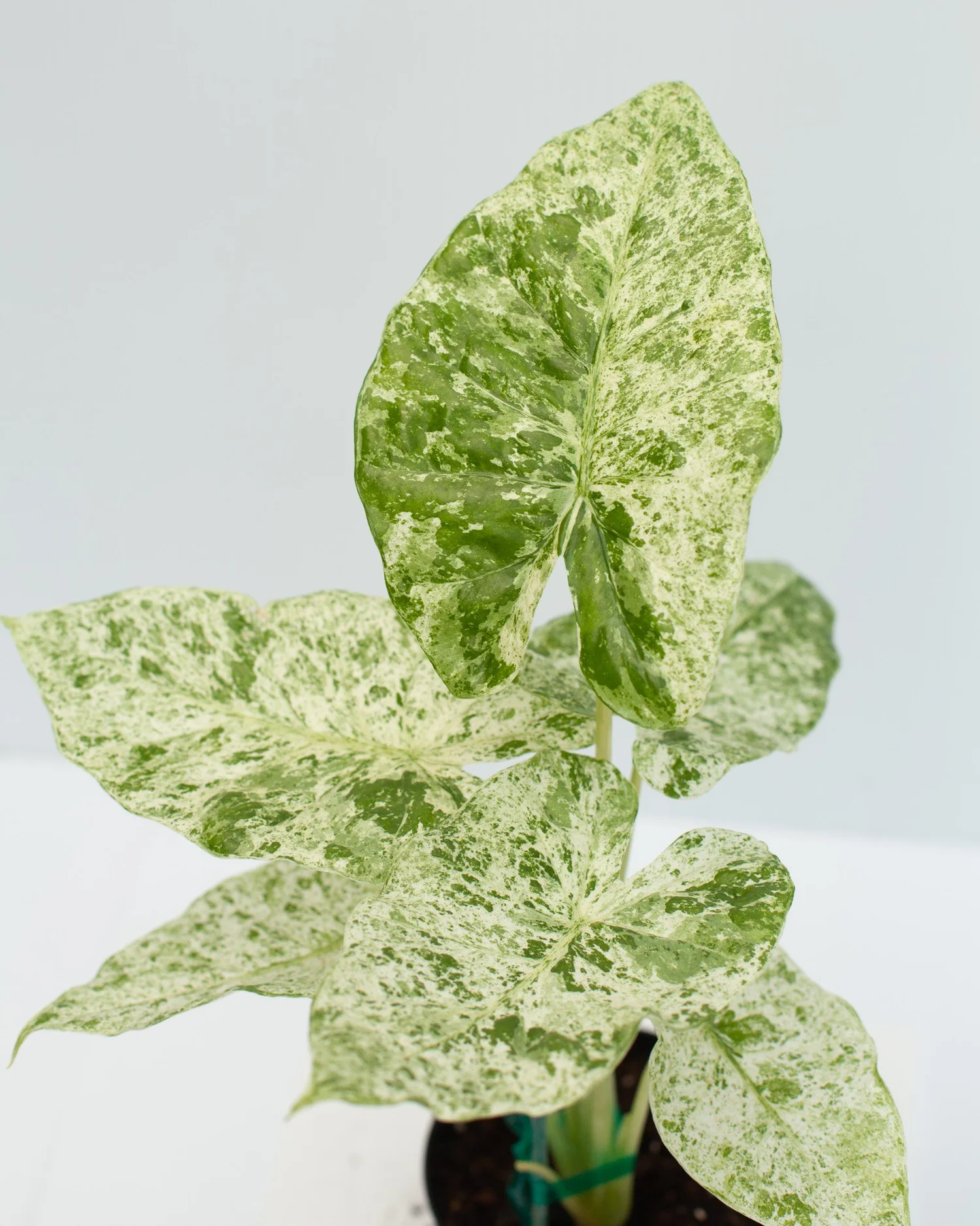 Alocasia odora 'Batik'  Philips Garden Center