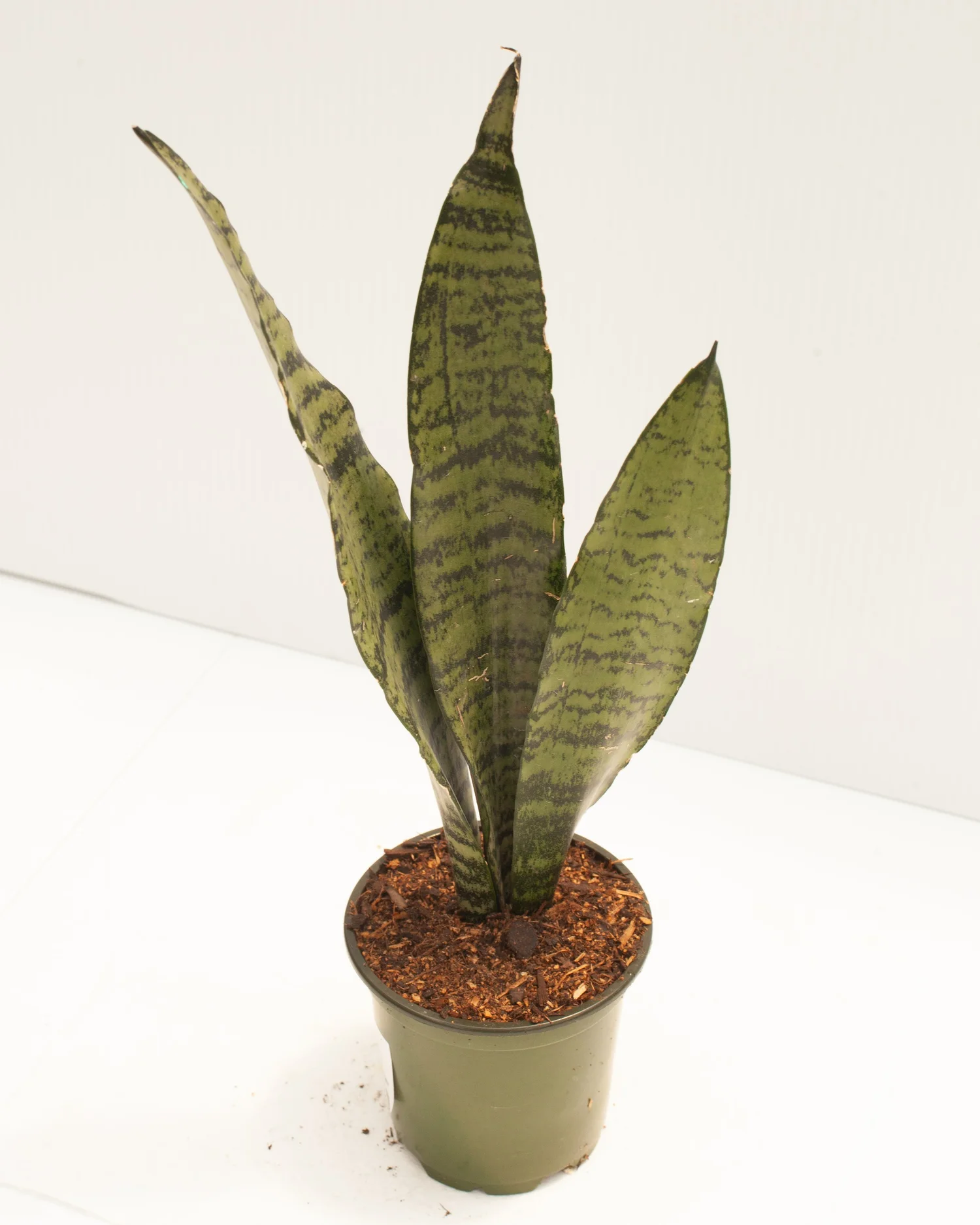 "Silver Princess" Snake Plant  Philips Garden Center