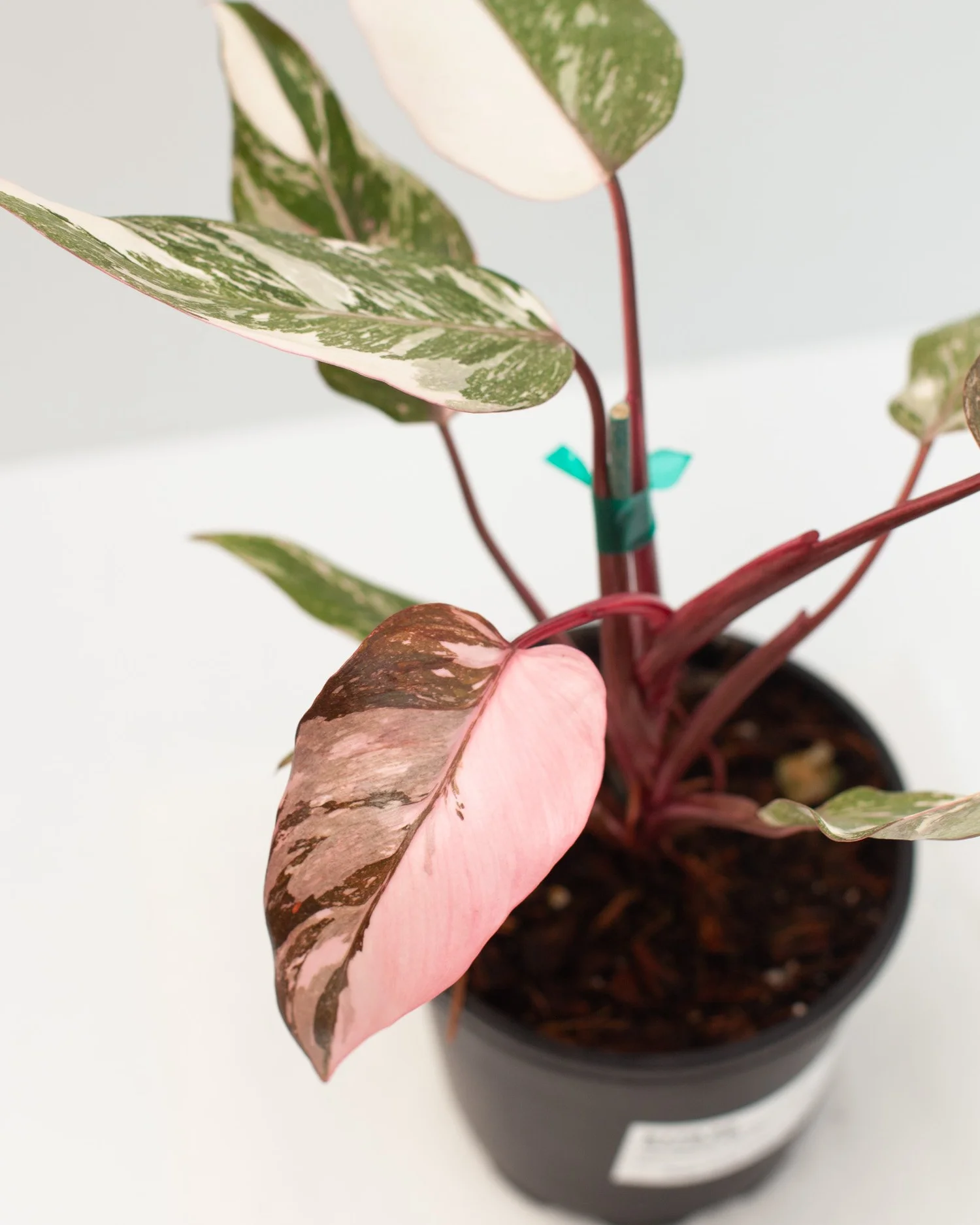 tricolor philodendron Philodendron Gloriosum Variegata 