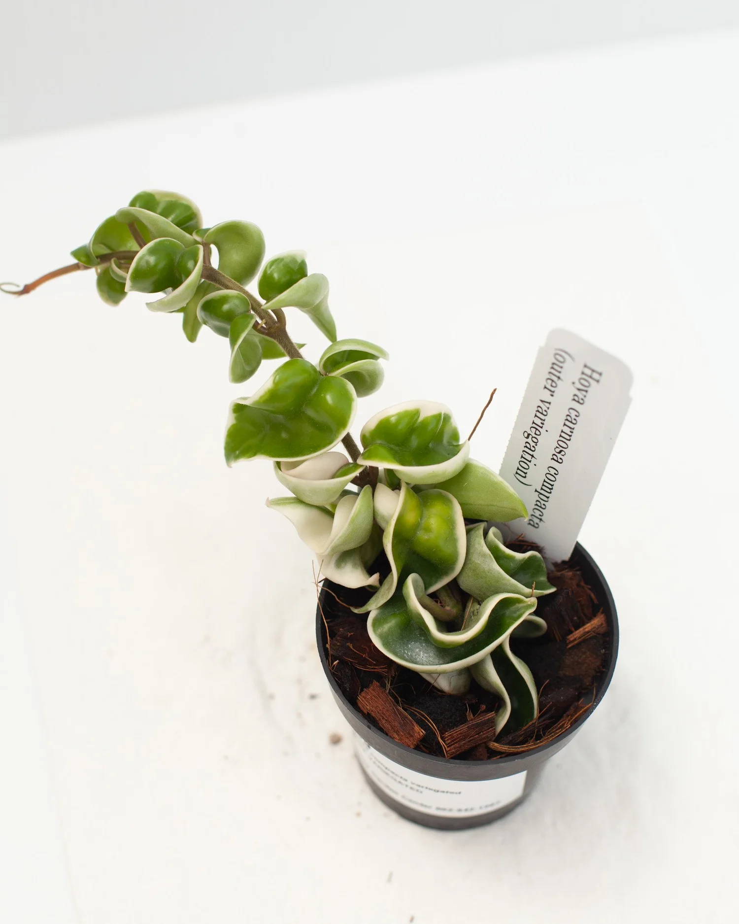 Hoya carnosa 'Compacta variegated'  Philips Garden Center