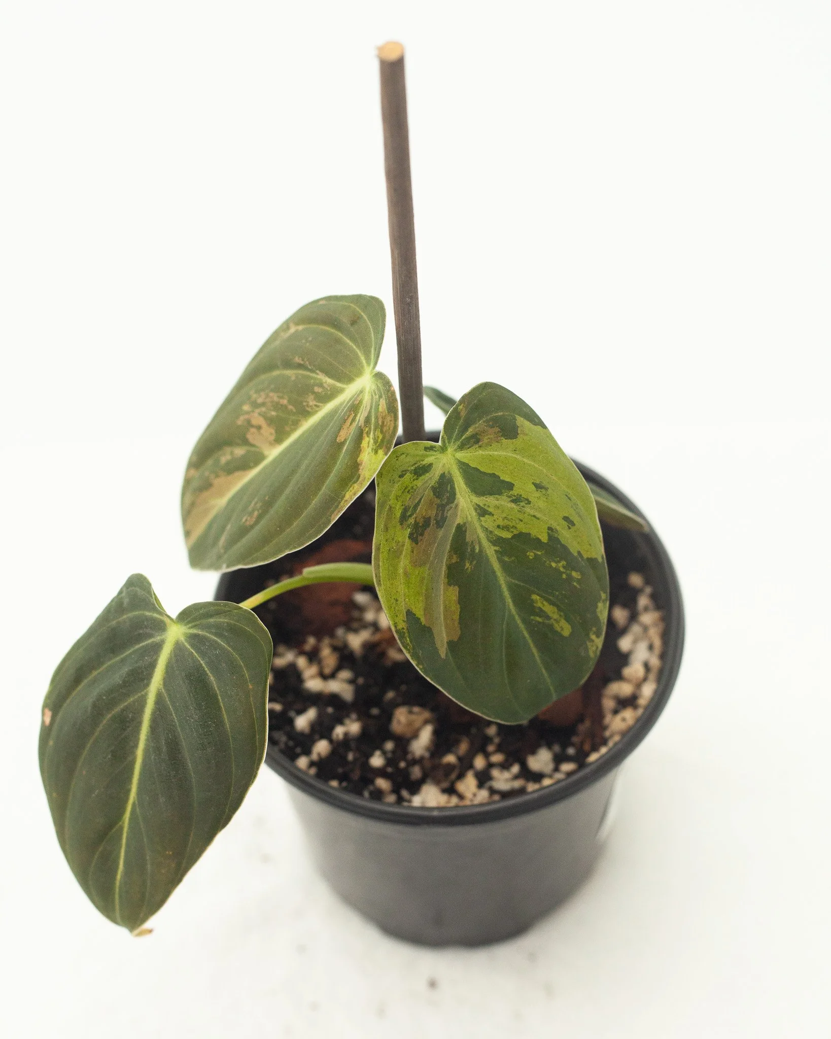 Philodendron melanochrysum variegated