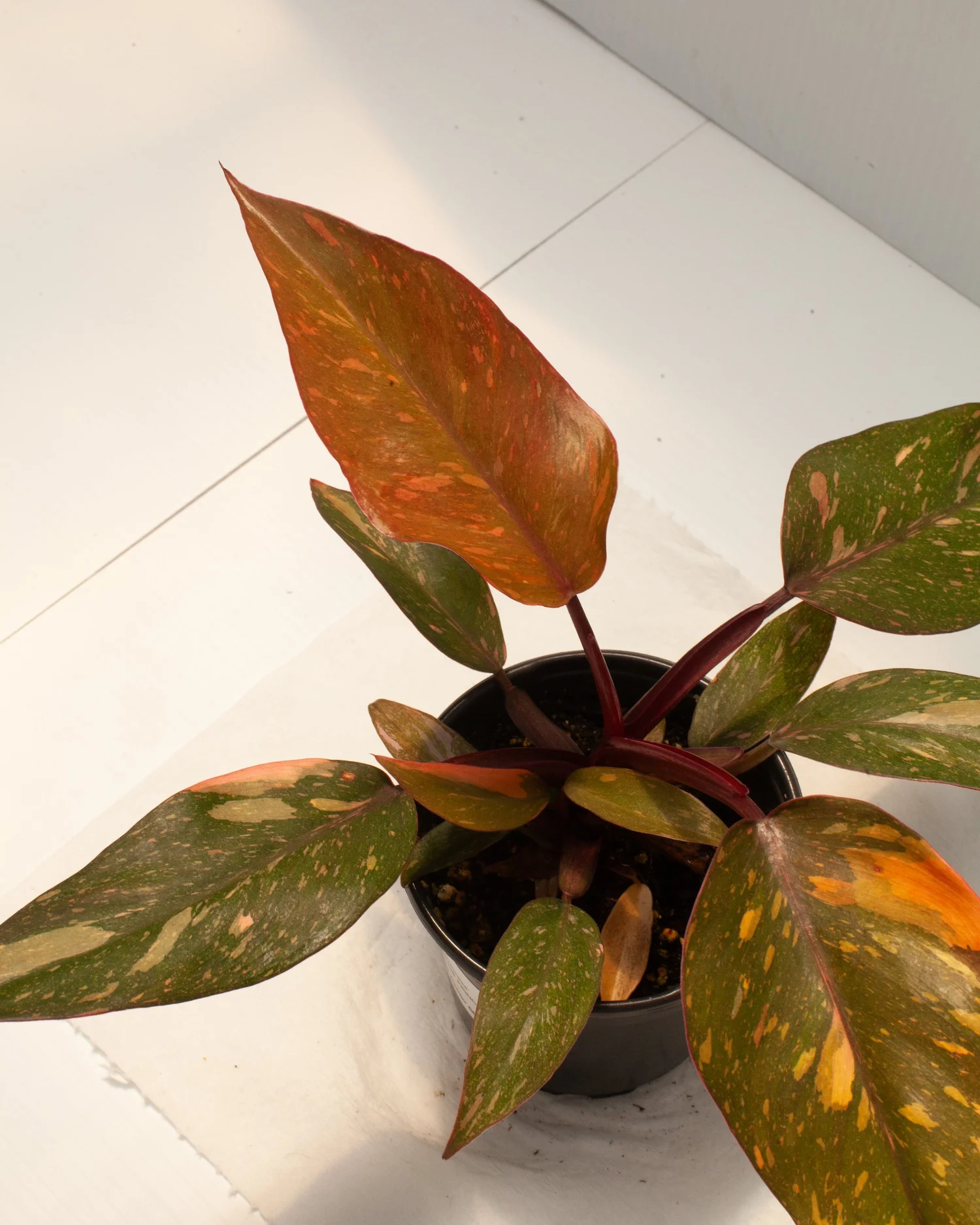 生活雑貨 Philodendron Orange Princess Philodendron 'Orange Princess' — Philips Garden Center