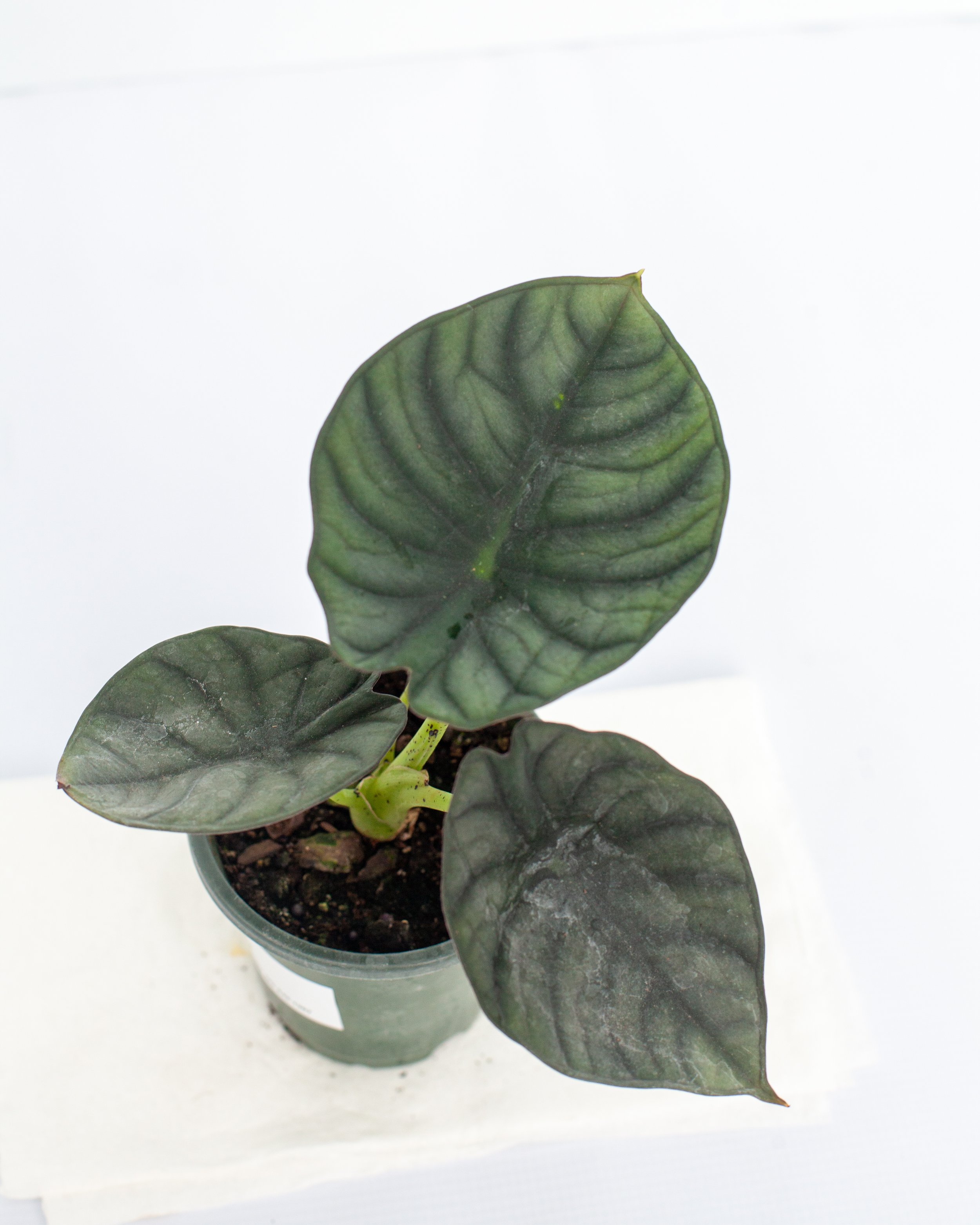 Alocasia 'Blue Dragon'