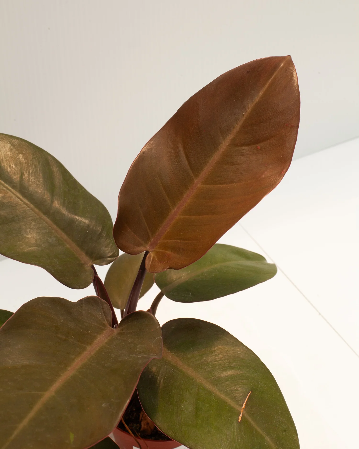 Philodendron 'Black Cardinal'  Philips Garden Center