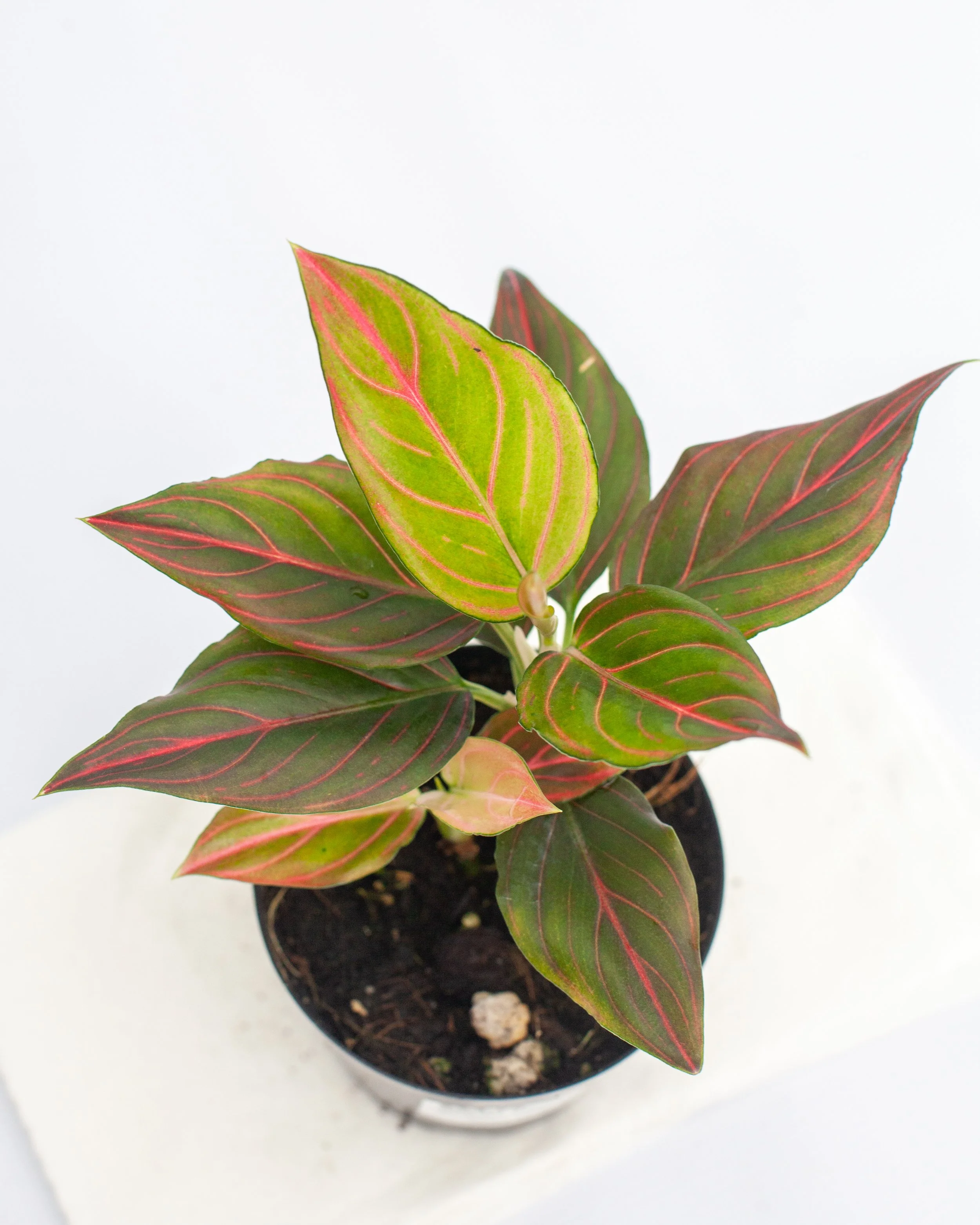 Aglaonema 'Mojo Red'