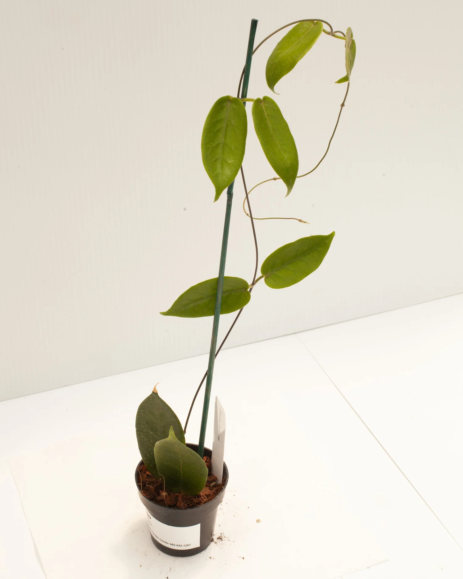 Hoya inflata — Philips Garden Center