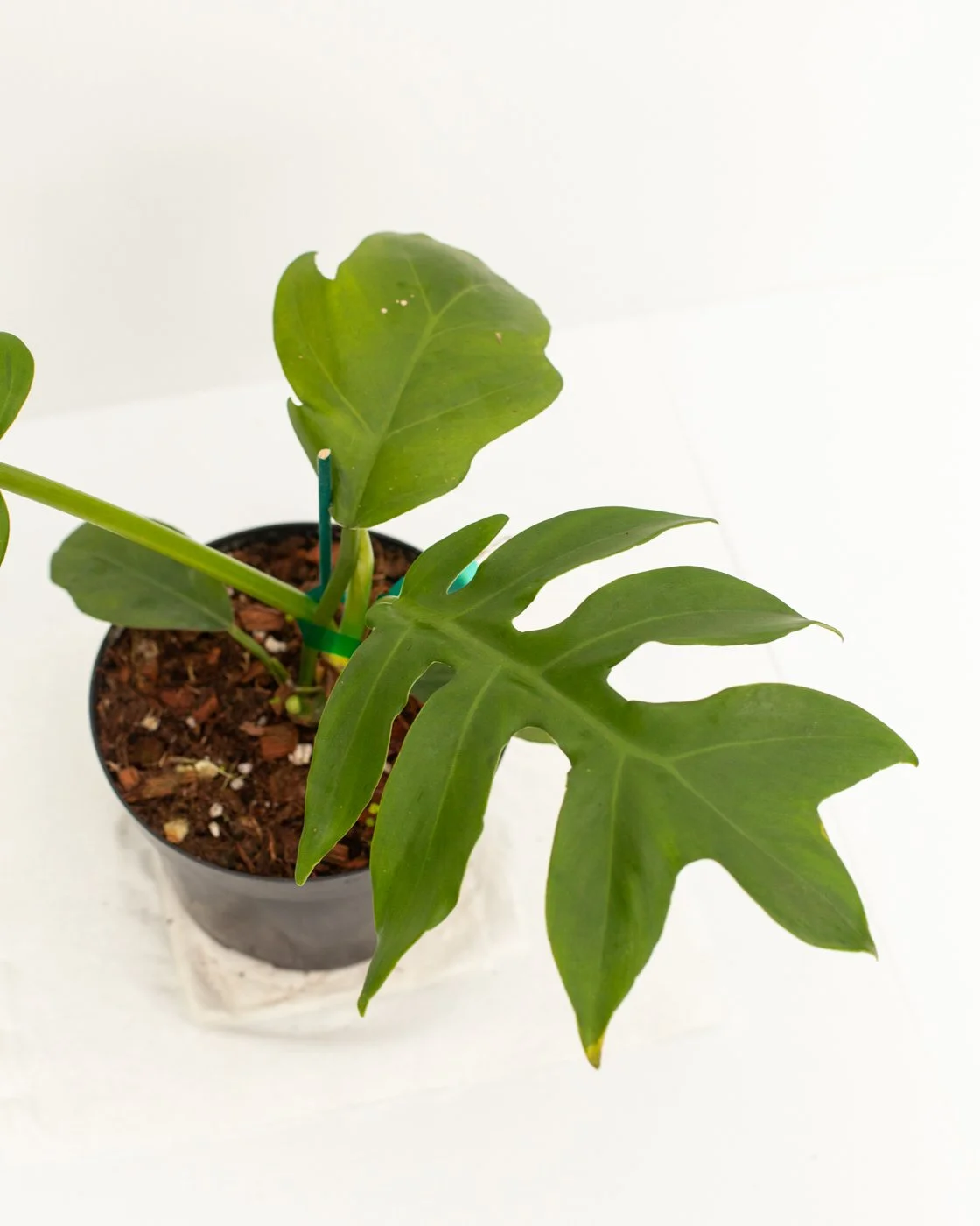 prince of orange philodendron Philodendron Orange Prince – Plants and Things LLC