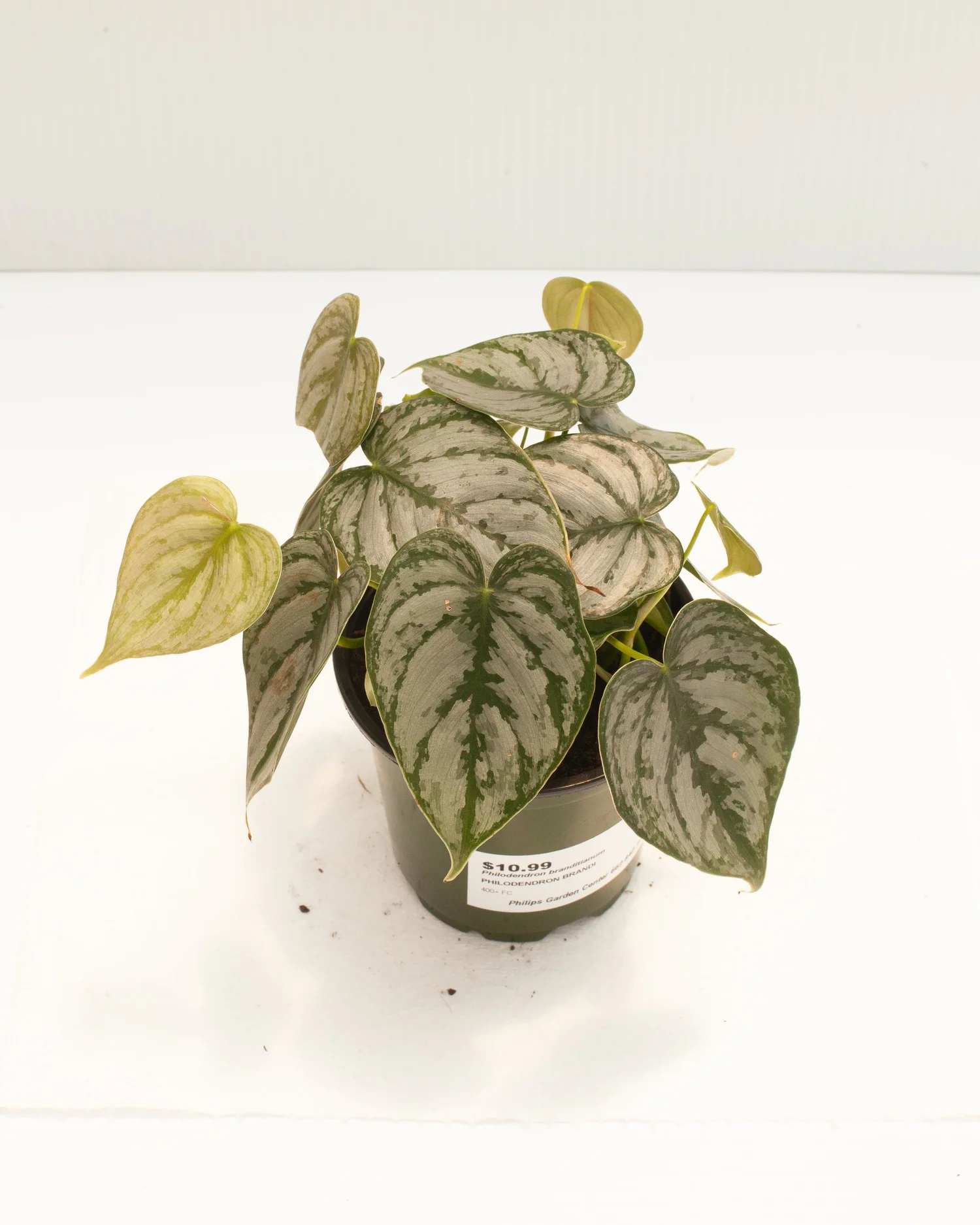 birkin philodendron price Philodendron ' Birkin ' ( Philodendron sp ) for Sale
