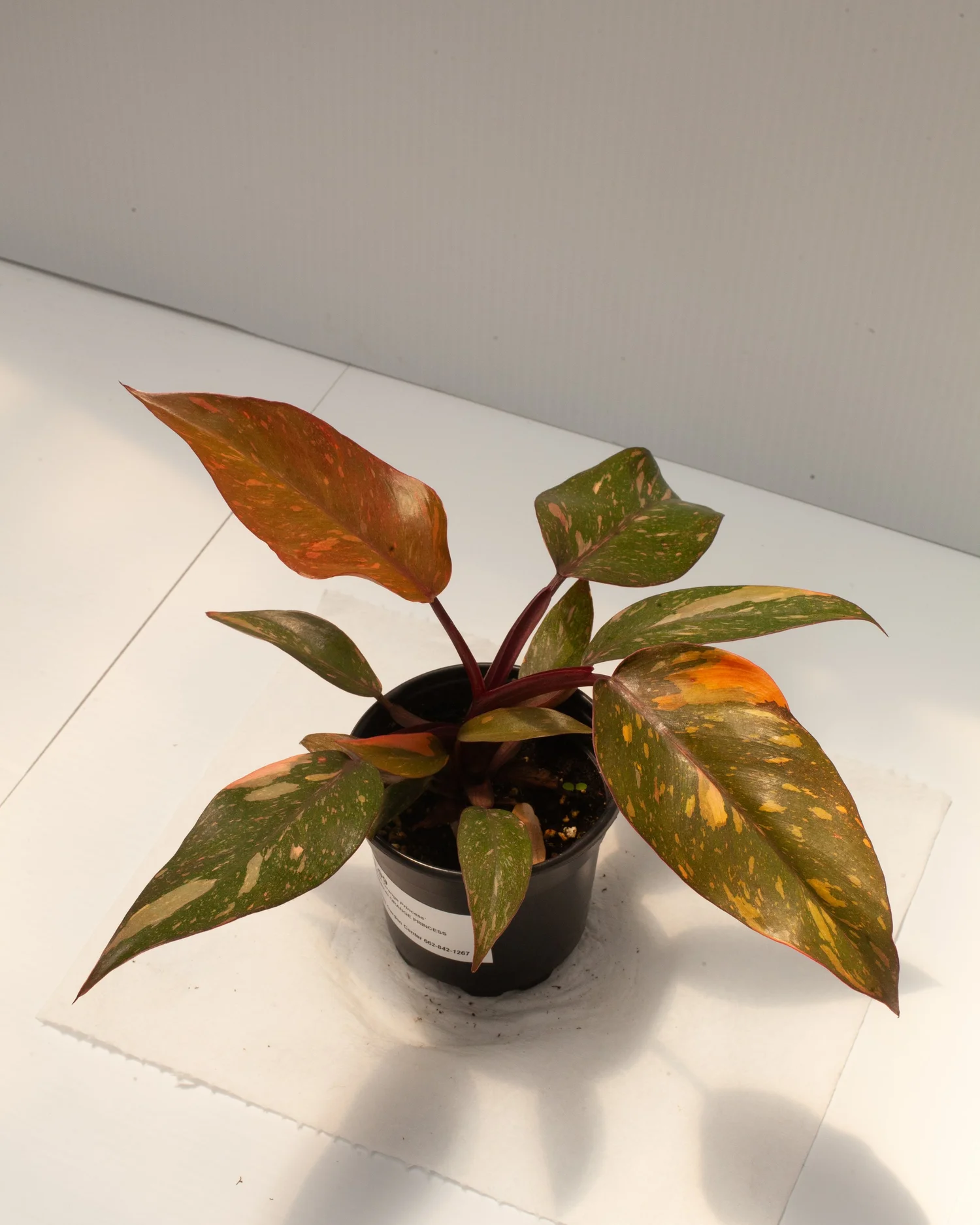 Philodendron 'Orange Princess' — Philips Garden Center