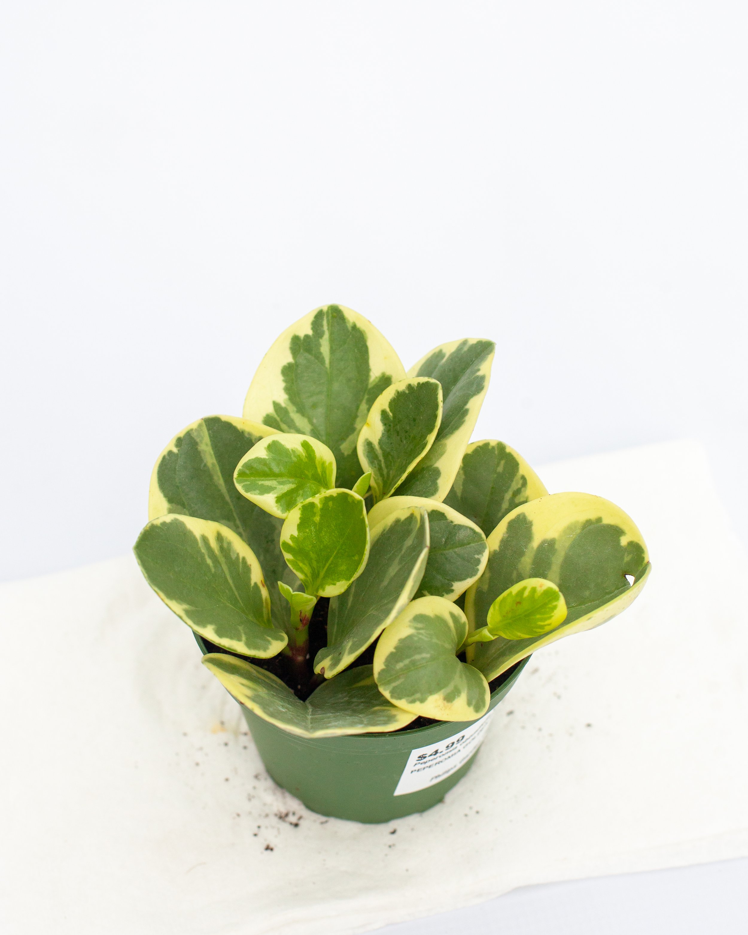 Peperomia obtusifolia