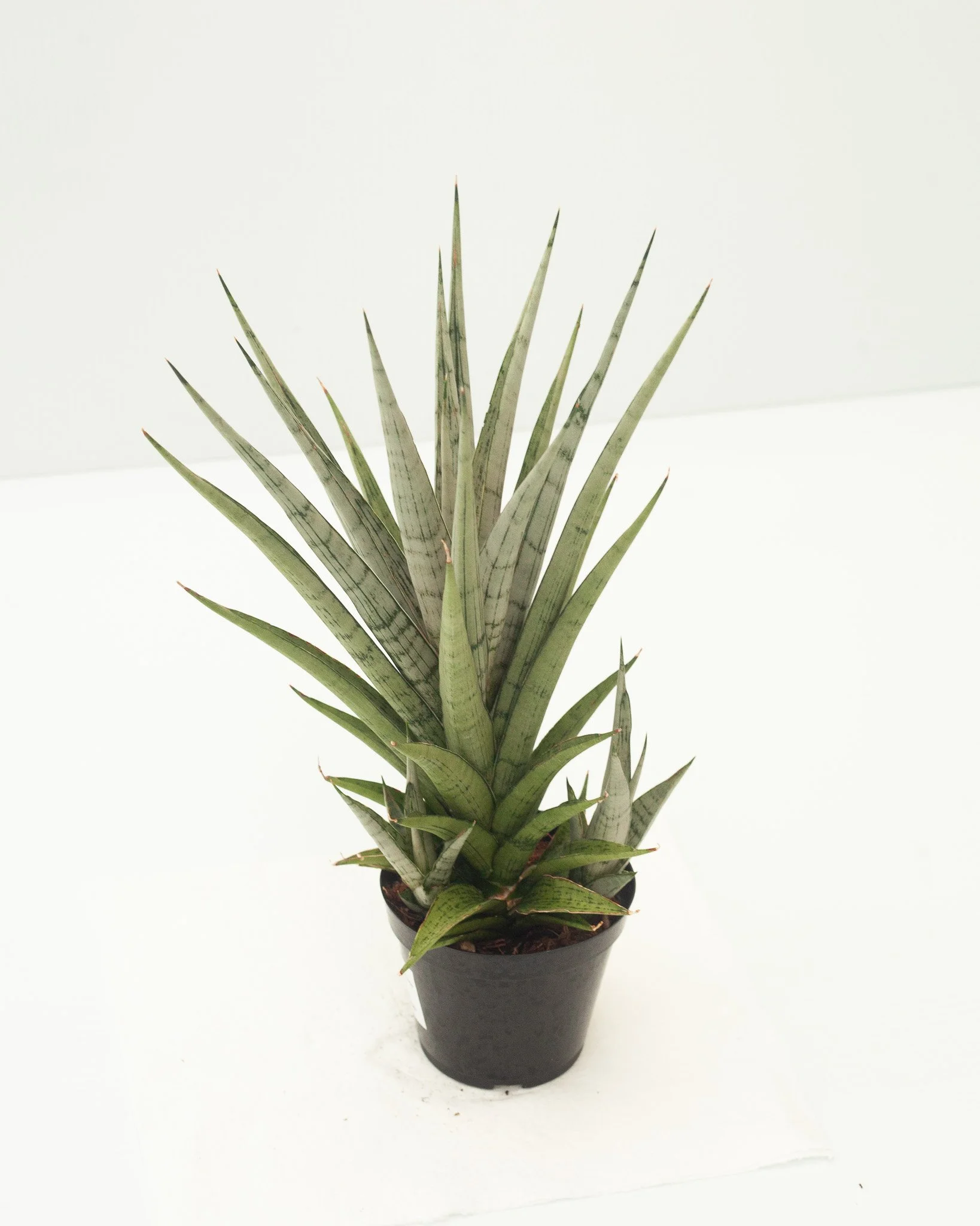 "Himalaya (White)" Snake Plant