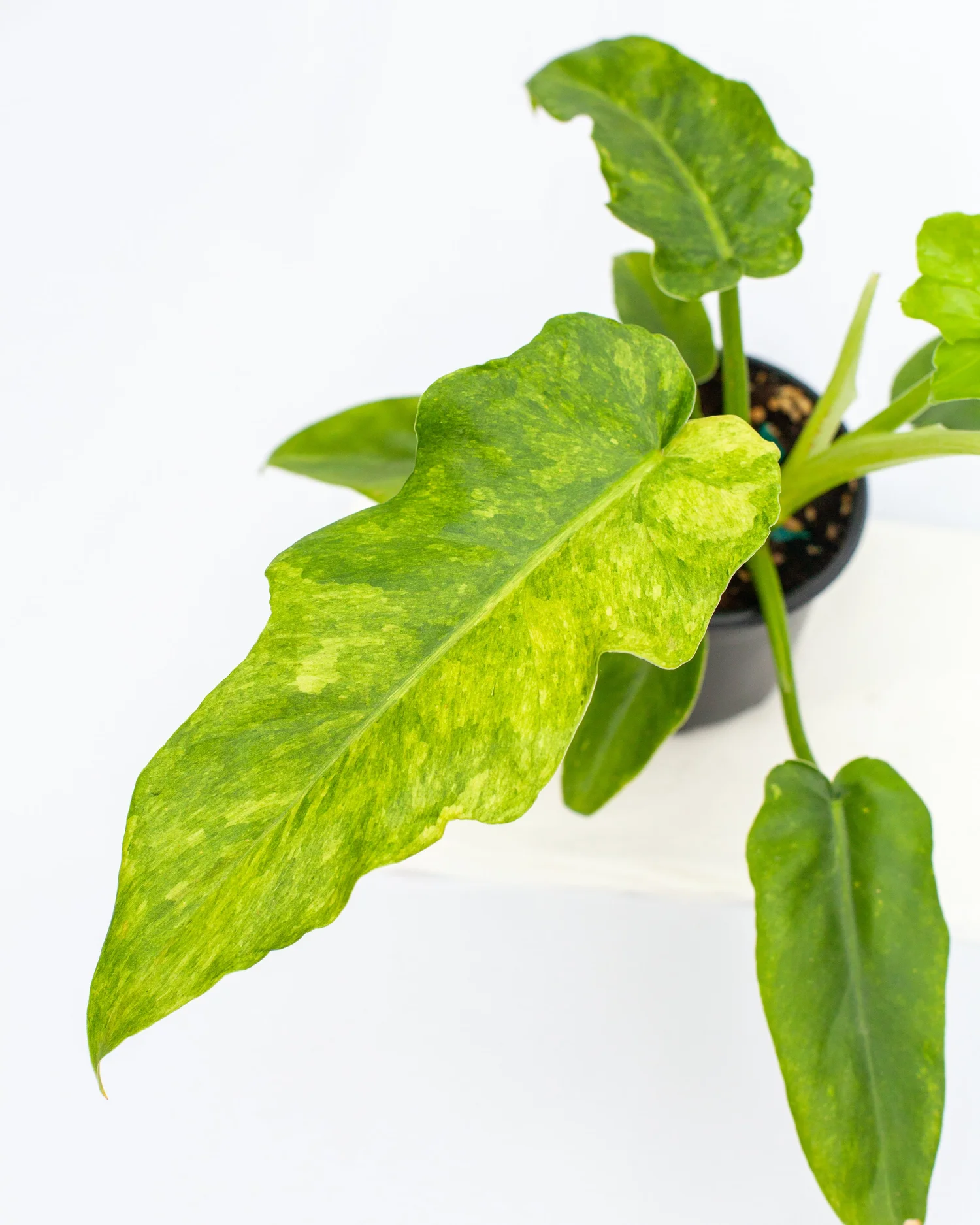 Philodendron 'Bob Cee' aurea variegated  Philips Garden Center