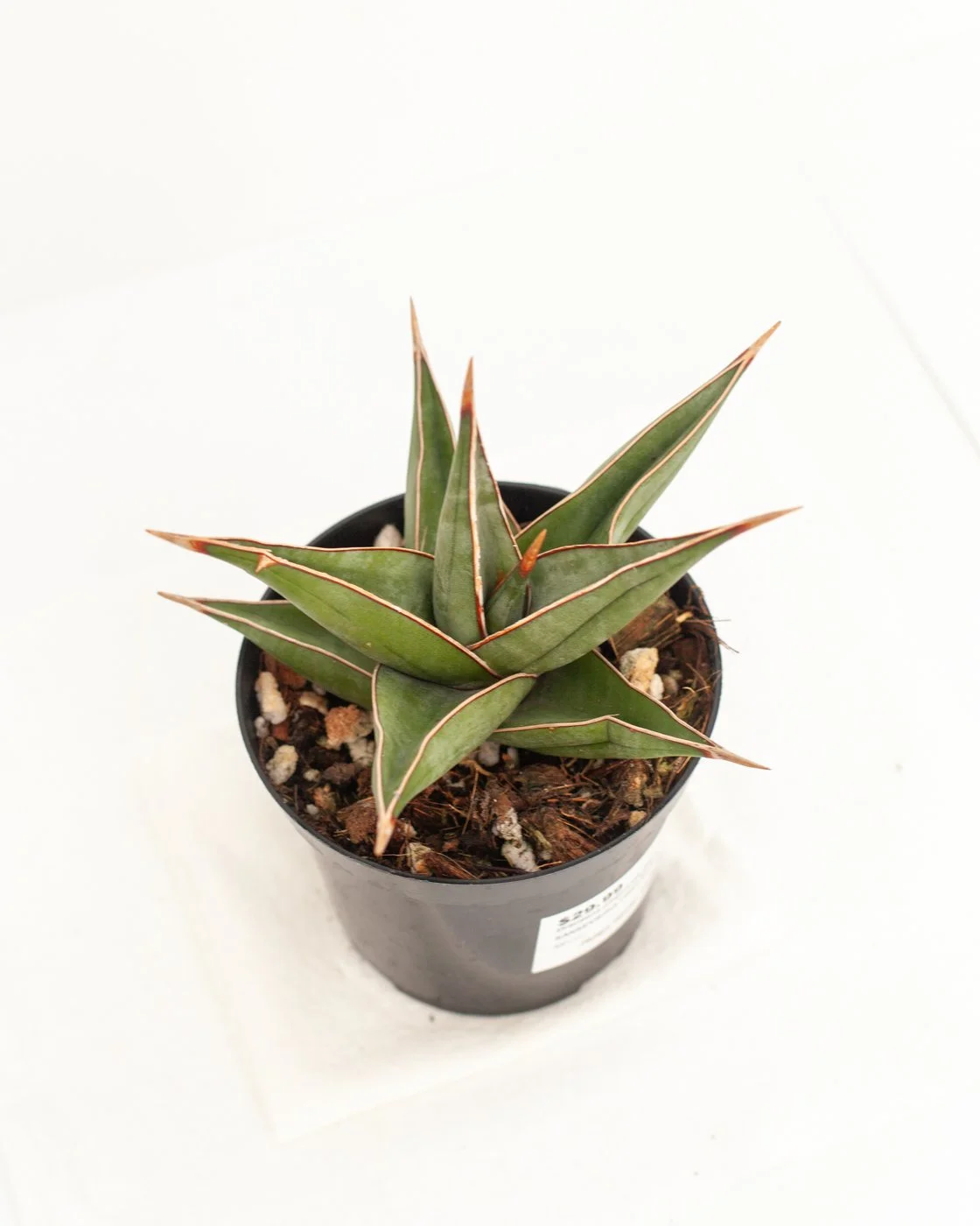 "pinguicola" Snake Plant