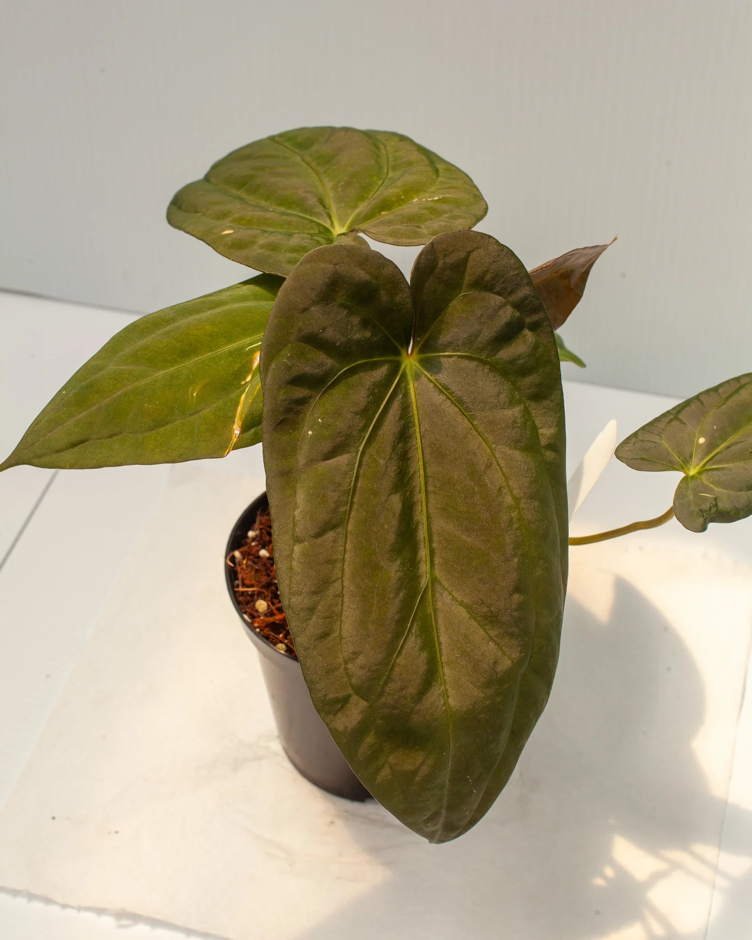Anthurium 'Darkest Panama x Blue Papi x X-One' — Philips Garden Center