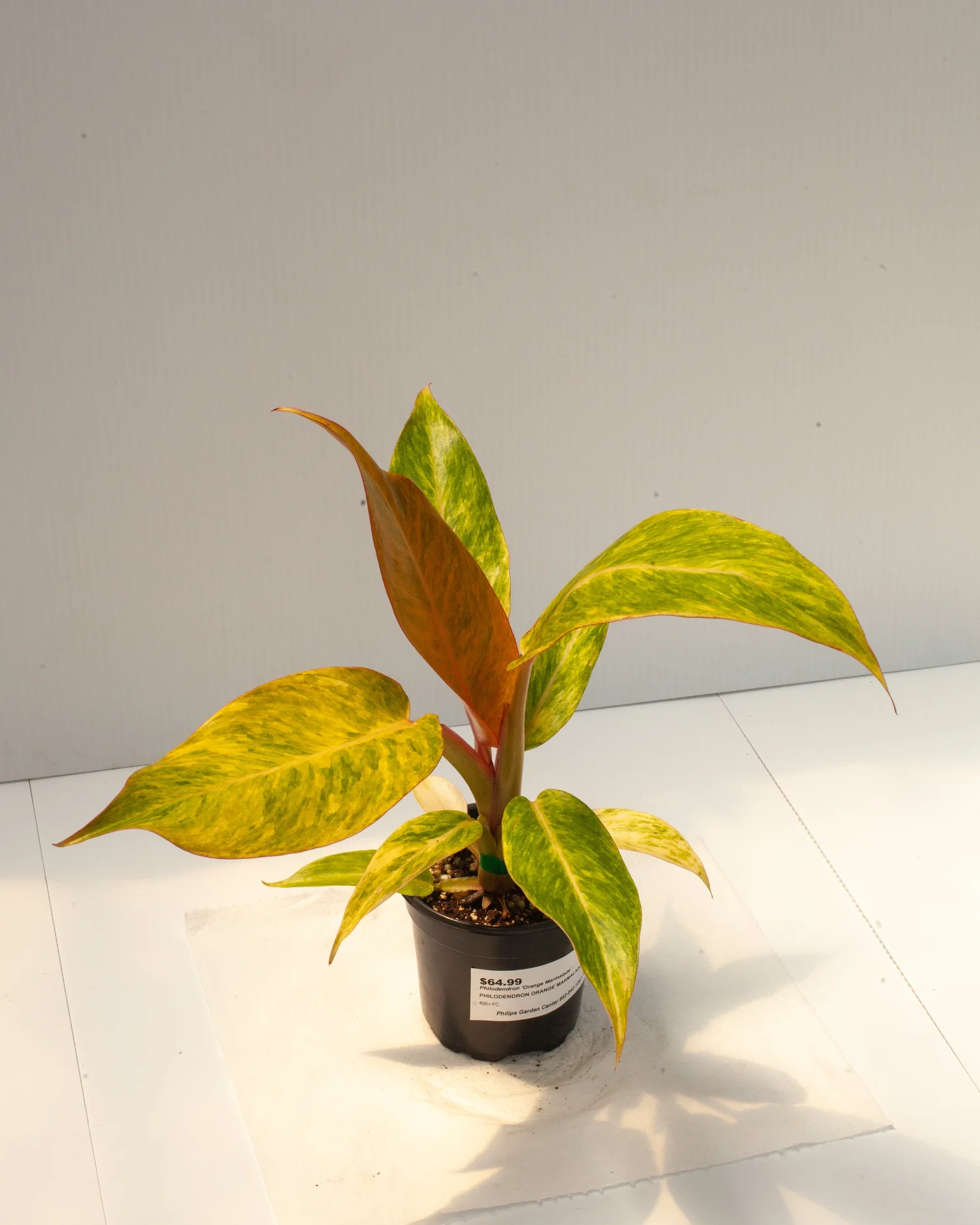 philodendron princess tricolor Buy Philodendron White Princess Tricolor
