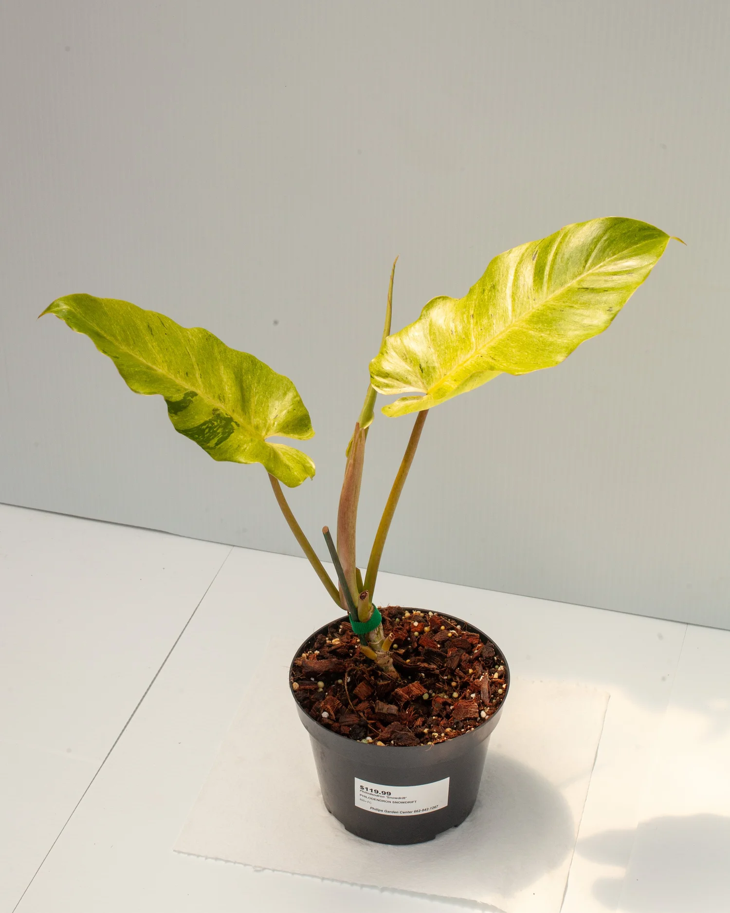 Philodendron 'Snowdrift'  Philips Garden Center