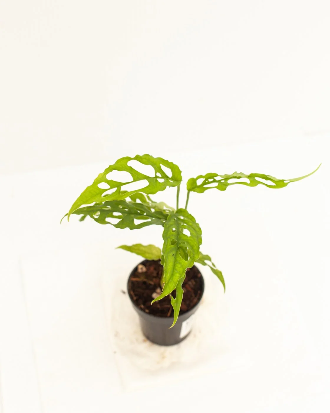 philodendron thai sunrise Philodendron Thai Sunrise